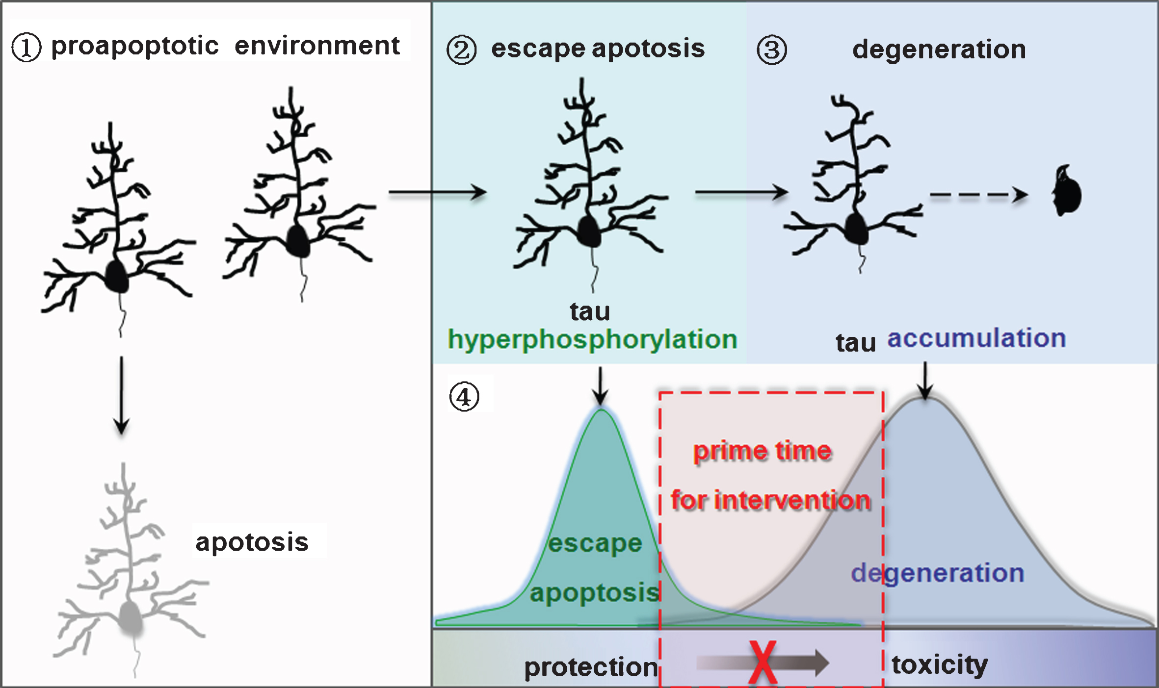 Nature of neurodegeneration and the implication in intervention. ➀Neurons lacking tau hyperphosphorylation enter apoptosis in a pro-apoptotic environment. ➁Tau hyperphosphorylation allows neurons to escape apoptosis. ➂Neurons that escape apoptosis go through degeneration with the increasing accumulation of hyperphosphorylated tau. ➃Targeting tau accumulation may prohibit neurodegeneration in AD and other tauopathies.