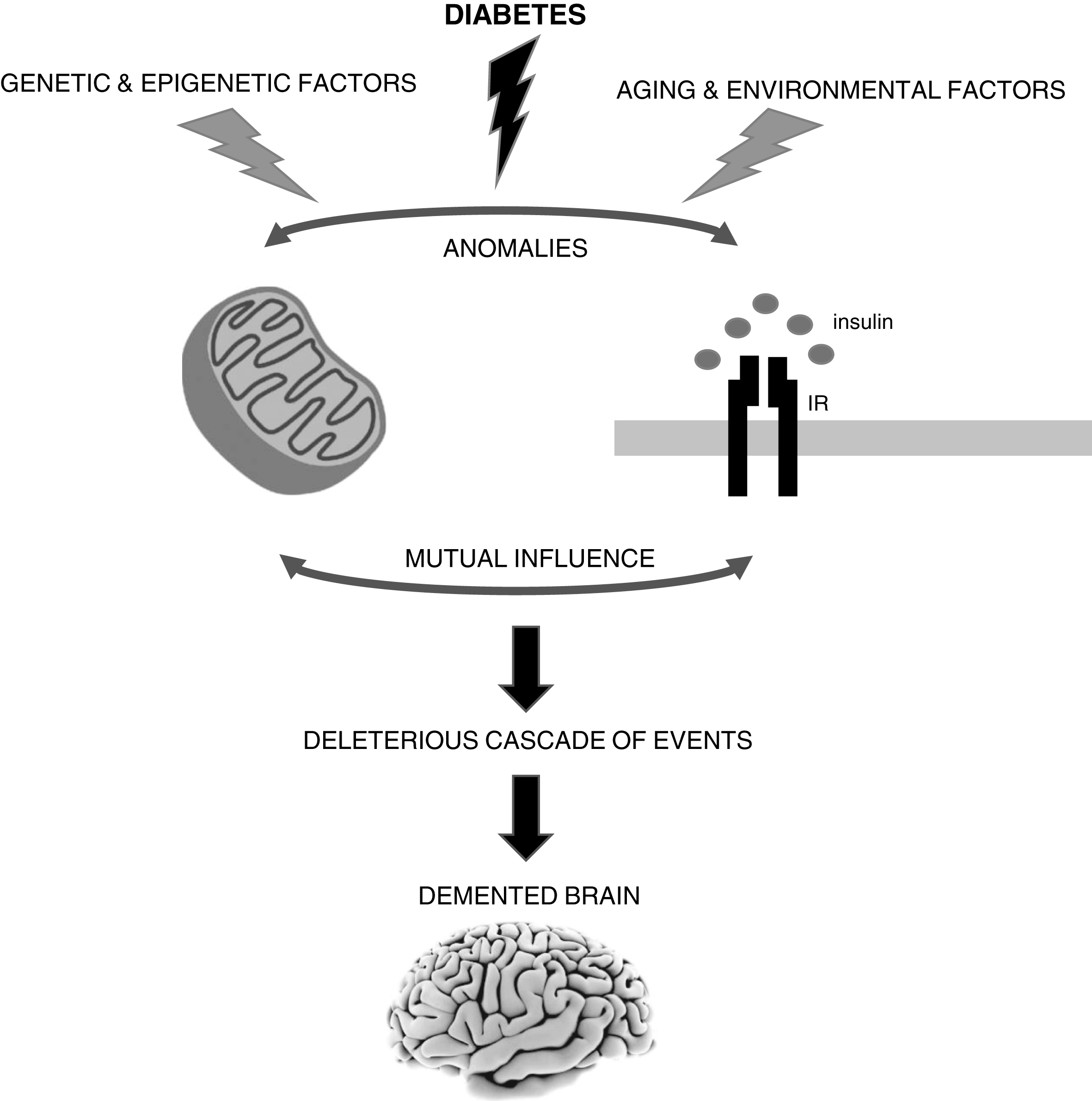 The brain is highly vulnerable to mitochondrial defects since neurons rely almost exclusively in the mitochondrial oxidative phosphorylation system to obtain ATP to fulfill their high energy needs. Accumulating evidence shows that mitochondrial alterations caused by diabetes can contribute to neurodegenerative events such as Alzheimer’s disease (AD). However, it remains uncertain whether defective mitochondria are the initiating defect or secondary to altered insulin signaling. In fact, both insulin signaling and mitochondria defects can affect each other. It is also important to note that sporadic AD is a multifactorial condition that depends on the complex interplay between environmental, genetic and epigenetic factors. IR, insulin receptor.