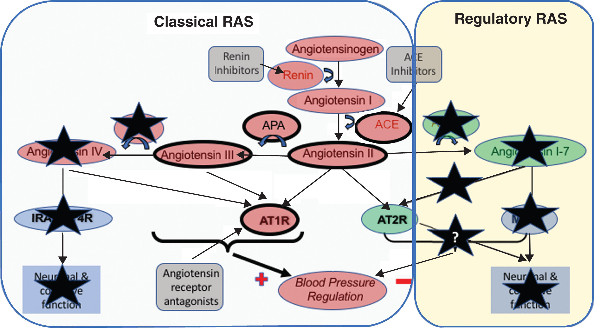Summary of the observed changes in the RAS system in postmortem AD brain tissue. Changes to various components of the RAS in AD means that the actions of the ‘Classical’ RAS, involving the production of angiotensins II angiotensin III by the sequential actions of angiotensin II converting enzyme (ACE), and aminopeptidases-A and -N on angiotensin I, that their subsequent activation of the angiotensin II type I receptor (AT1R) to raise blood pressure are largely preserved or elevated (denoted by the heaviest weight arrows and heavier borders of components). In contrast, the changes to preserve the classical RAS in AD do not seem extend to angiotensin IV where pressor signaling via AT1R is reduced but so is the capacity to stimulate neuronal signaling that is important to normal cognitive function. The sites where currently licensed drugs, that could be potentially used for the treatment of AD are also illustrated and noticeably present to sites within the classical pathway that is overactive in AD. Renin inhibitors, work to reduce the activity of the RAS pathway as a whole, whereas ACE inhibitors work to reduce the formation of angiotensin II. The angiotensin receptor antagonists in contrast serve to inhibit the binding of angiotensin II (and other angiotensins to AT1R) to promote vasodilation through the stimulation of AT2R by angiotensin II that is also thought to be involved in cognitive function. Alzheimer’s related changes also show a clear down regulation of the ‘Regulatory RAS’ (denoted by black coloured stars) where the scope to initiate (neuronal) signaling through both AT2R and MasR is reduced, with that likely loss of function that may explain some elements of cognitive decline and that all stem from observed significant reductions in angiotensin II converting enzyme 2 (ACE2) activity seen in AD, and significant elevations (as highlighted with stronger lines) of ANGII and ANGIII and their likely increased signaling through AT1R.