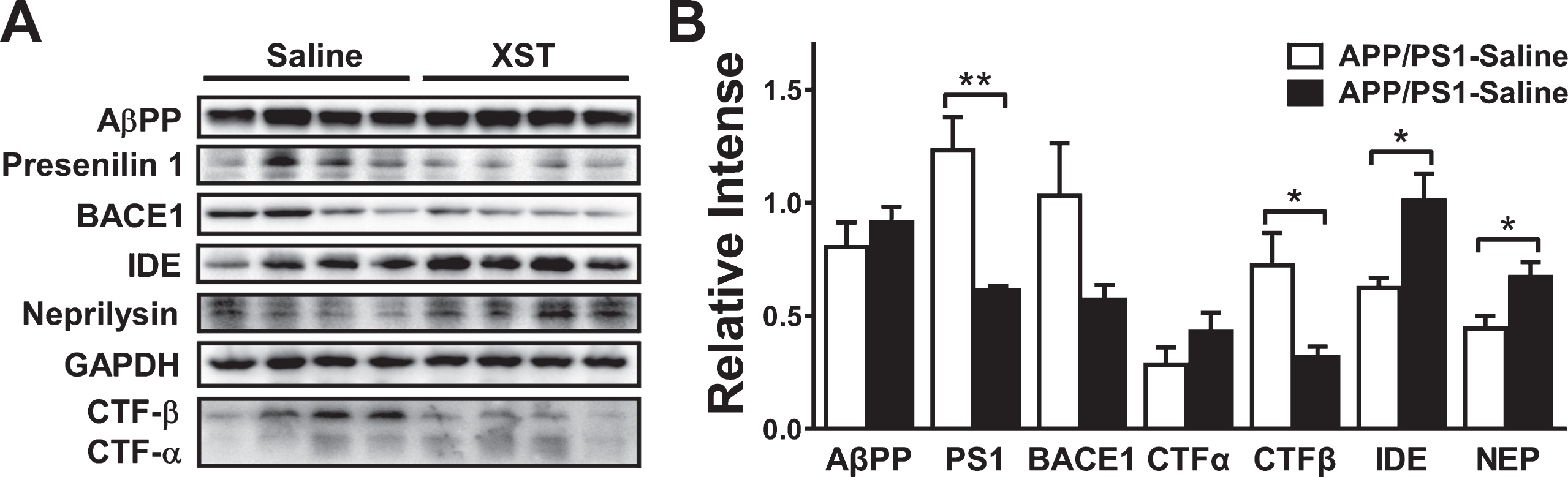 Effect of XST treatment on the expression of key regulator of Aβ production and clearance in the APP/PS1 mouse brain. A) Representative western blots for the levels of various molecules examined. GAPDH was used as the control for protein loading and transfer efficiency. B) XST did not affect the protein levels of AβPP and CTF-α, but reduced the levels of presenilin 1 (**p = 0.0058) and CTF-β (*p = 0.035). The trend of reduction in BACE1 was not significant. In addition, XST increased the levels of IDE (*p = 0.022) and neprilysin (*p = 0.038). n = 4 mice per group.