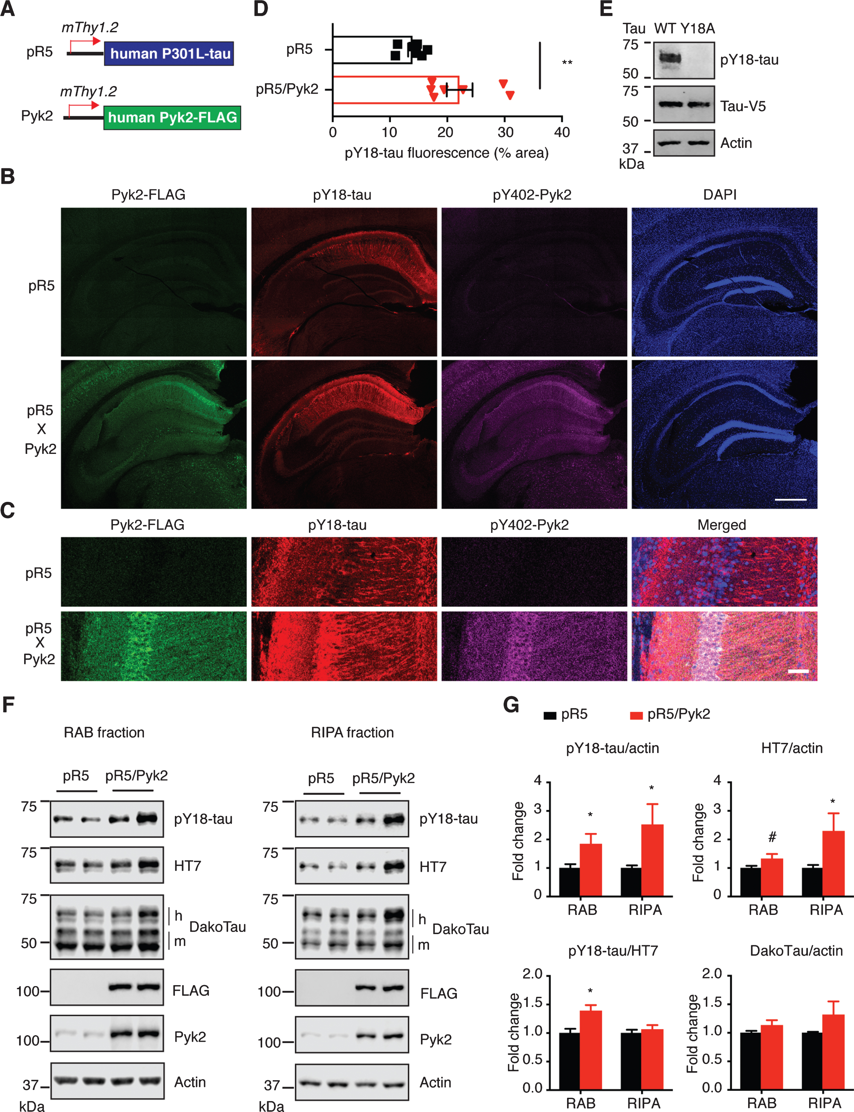 Pyk2 enhances tau pathology in vivo. A) The murine Thy1.2 promoter drives human P301L tau and FLAG-tagged Pyk2 expression in pR5 and Pyk2 transgenic mice, respectively. Representative immunofluorescence staining of brain sections from 12–15-month-old pR5 and double transgenic pR5/Pyk2 animals shown in (B) with magnified view in (C). Scale bars represent 500μm (B) and 50μm (C). D) Quantification of the pY18-tau positive area in the hippocampus of transgenic brains. Mean±s.e.m, n = 7 mice per group, two-tailed t test, **p < 0.01. E) Validation of pY18-tau antibody using immunoblots of a lysate from human tau-expressing HEK cells. WT, wild-type; Y18A, tyrosine to alanine mutant. F) Representative immunoblots of sequentially (RAB/RIPA) fractionated hippocampal homogenates from 12–15-month-old pR5 and pR5/Pyk2 mice. Both pY18-tau and HT7 antibodies react with transgenic human tau but not endogenous mouse tau. ‘h’ indicates human transgenic tau, and ‘m’ indicates endogenous murine tau. G) Quantification of immunoblots in (F). Fold changes are relative to the pR5 group. Mean±s.e.m, n = 4–6 mice per group, two-tailed t test, #p = 0.075, *p < 0.05.