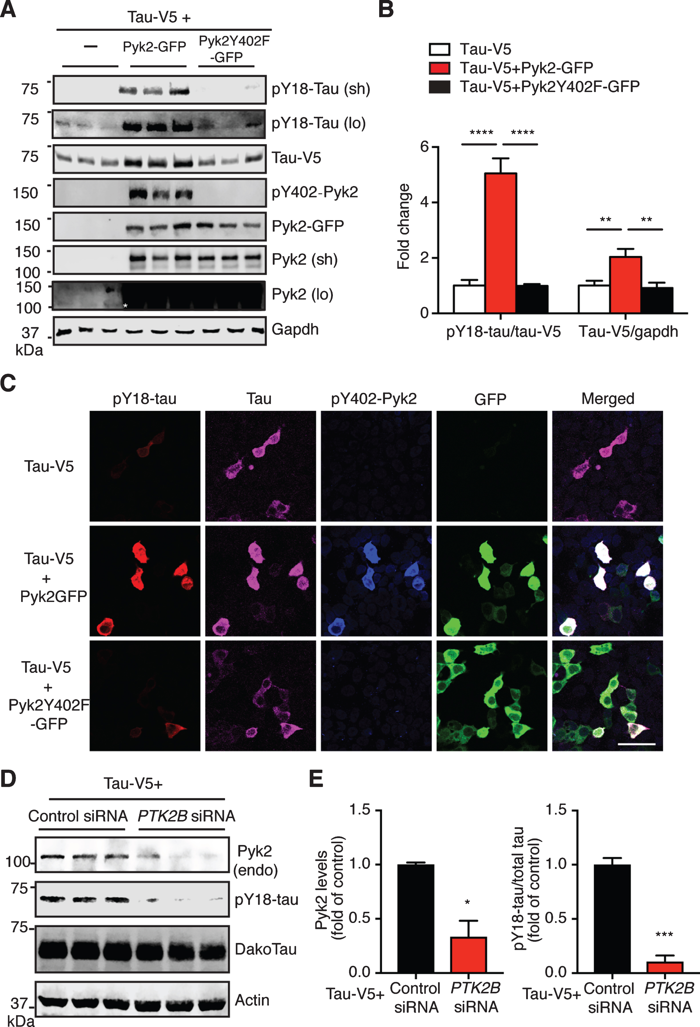 Pyk2 phosphorylates tau in HEK293T cells. A) Representative immunoblots of lysates from HEK293T cells transfected with V5-tagged tau and GFP-tagged Pyk2. Validation of the Y402F mutant form of Pyk2 by immunoblotting using a phospho-Y402-Pyk2 specific antibody. Sh, short exposure; lo, long exposure. Asterisk denotes the endogenous expression of Pyk2 in HEK cells using a longer exposure of the immunoblot in the absence of Pyk2-GFP overexpression. B) Quantification of immunoblots in (A) showing relative tau and pY18-tau levels. Mean±s.e.m, n = 6 per group, one-way ANOVA, Dunnett’s multiple comparisons test, **p < 0.01, ****p < 0.0001. C) Representative immunofluorescence staining of HEK293T cells transfected with V5-tagged tau and GFP-tagged Pyk2 indicating a strong positive correlation of pY18-tau immunoreactivity and expression of the active form of Pyk2. Scale bar: 50μm. D) Immunoblots of lysates from HEK293T cells co-transfected with V5-tagged tau and PTK2B or control siRNA. E) Quantification of immunoblots in (D). Mean±s.e.m, n = 3 per group, two-tailed t test, *p < 0.05, ***p < 0.001.