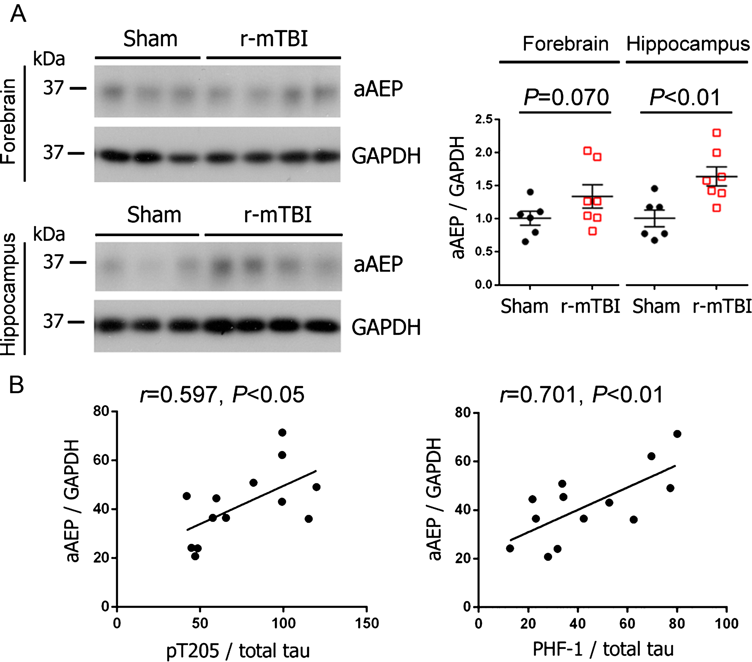 Activation of AEP is increased in the brain and correlated with the level of hyperphosphorylated tau following r-mTBI in 3xTg-AD mice. A) Representative western blots and quantification showing the level of active AEP (aAEP). Data are expressed as scattered dot plots with mean±SEM (n = 6-7 mice/group) and analyzed with unpaired Student t test. B) Pearson correlation of aAEP level to the level of indicated phospho-tau in the hippocampus.