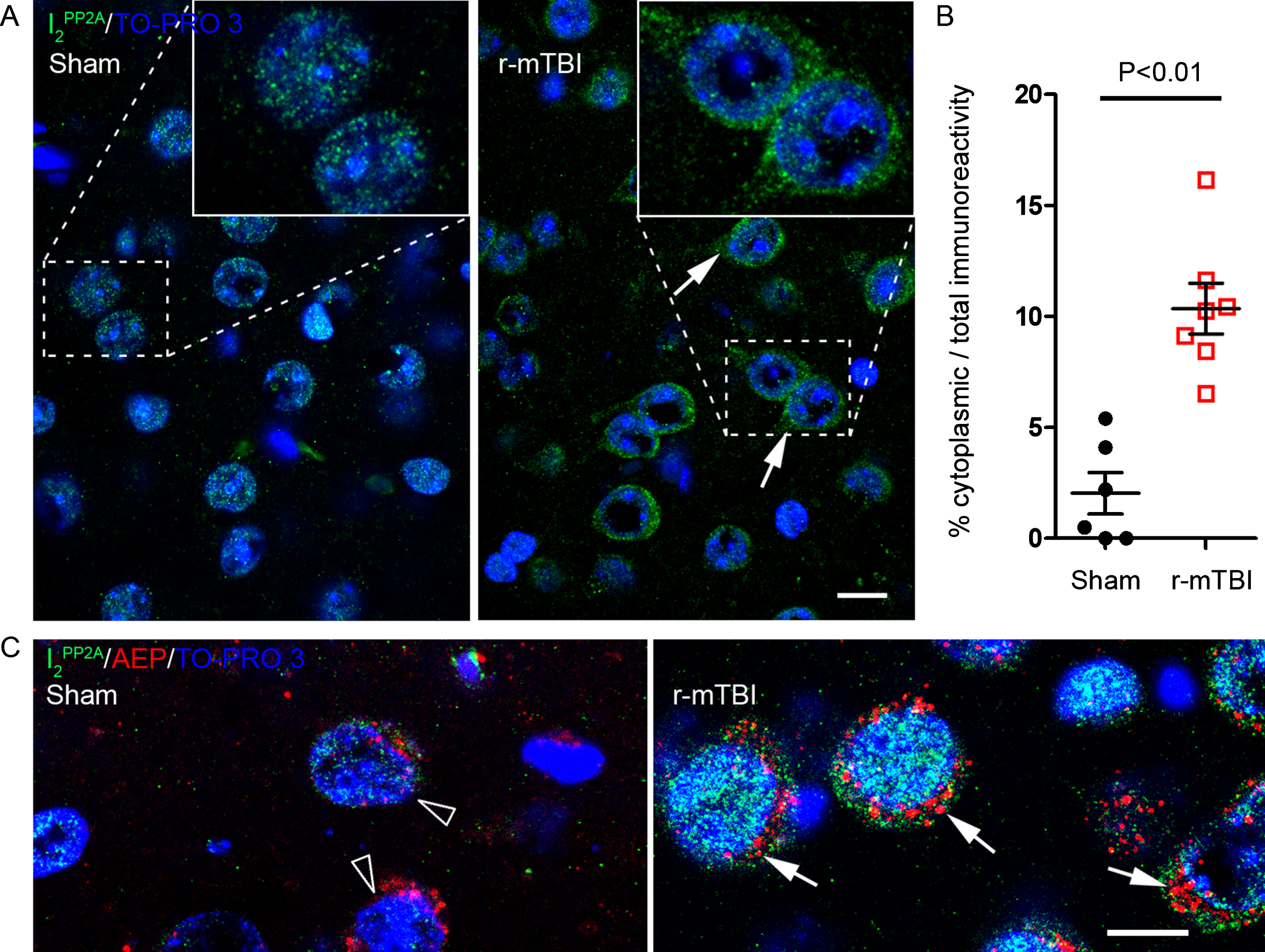r-mTBI promotes translocation of I2PP2A/SET from neuronal nucleus to the cytoplasm in 3xTg-AD mice. A) Representative immunofluorescence staining showing translocation of inhibitor 2 of protein phosphatase 2A (I2PP2A or SET) to neuronal cytoplasm in cerebral cortex. B) Quantification of I2PP2A translocation, as percentage of cytoplasmic over total I2PP2A immunoreactivity within the same visual field. Data are expressed as scattered dot plots with mean±SEM (n = 6-7 mice/group) and analyzed with unpaired Student t test. C) Double immunofluorescent staining of I2PP2A and AEP in brain sections. Lysosome-like AEP-positive puncta and I2PP2A coexisted in the cytoplasm of neurons (arrows) in brains with r-mTBI; neurons in sham control brains showed fewer AEP puncta (hollow arrowhead). Scale bar = 10μm for all images.
