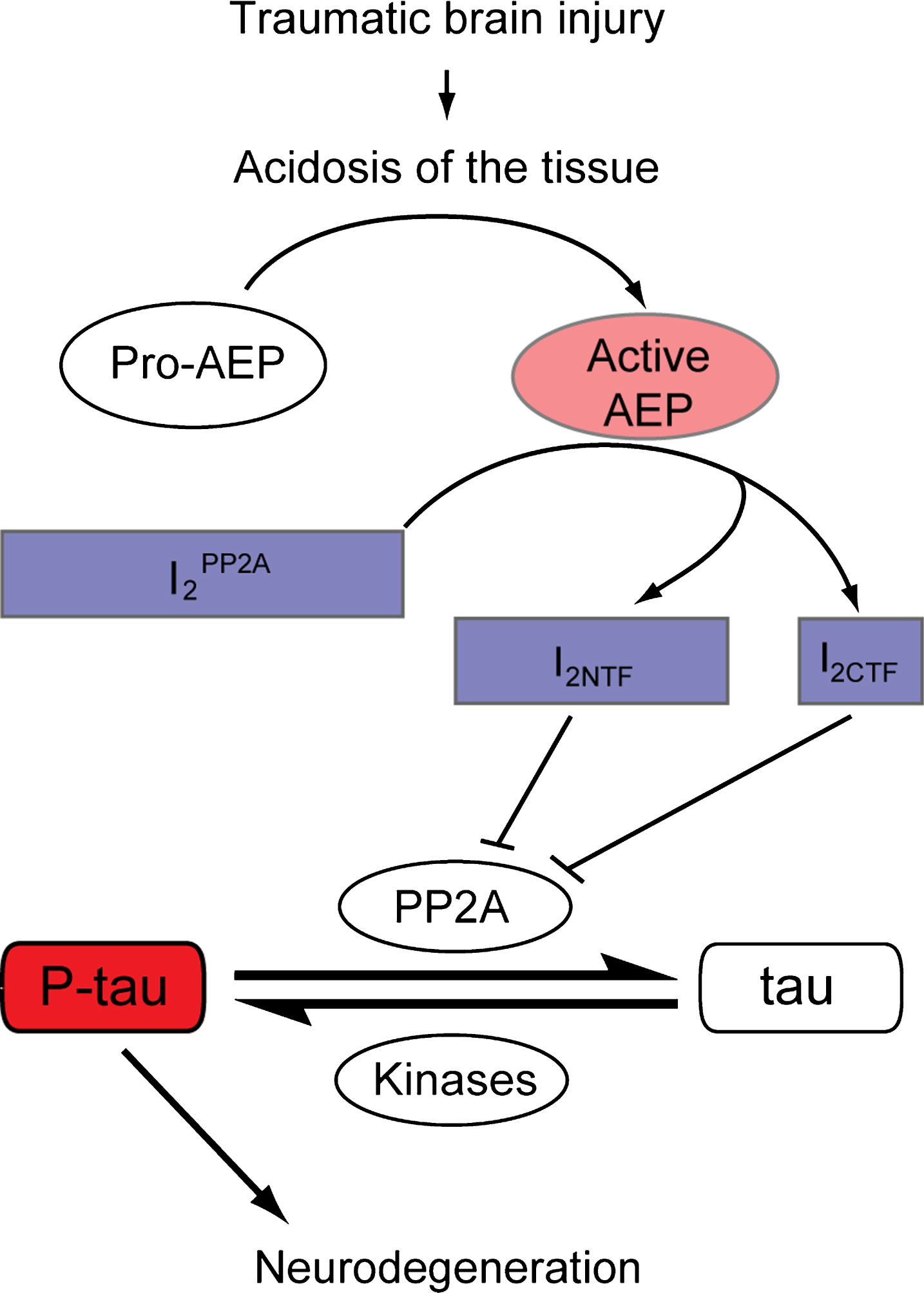 Proposed model demonstrating the involvement of AEP activation in tau hyperphosphorylation in TBI. TBI induces acidosis of the brain tissue, which increases the level of active AEP and its translocation from neuronal lysosomes to the cytoplasm and the nucleus. Active AEP cleaves I2PP2A into amino- and carboxy-terminal fragments [38], both of which are translocated to the cytoplasm and inhibit PP2A activity [36], leading to hyperphosphorylation of tau. I2PP2A, inhibitor 2 of protein phosphatase 2A; I2NTF, amino-terminal fragment of I2PP2A; I2CTF, carboxy-terminal fragment of I2PP2A; P-tau, hyperphosphorylated tau.