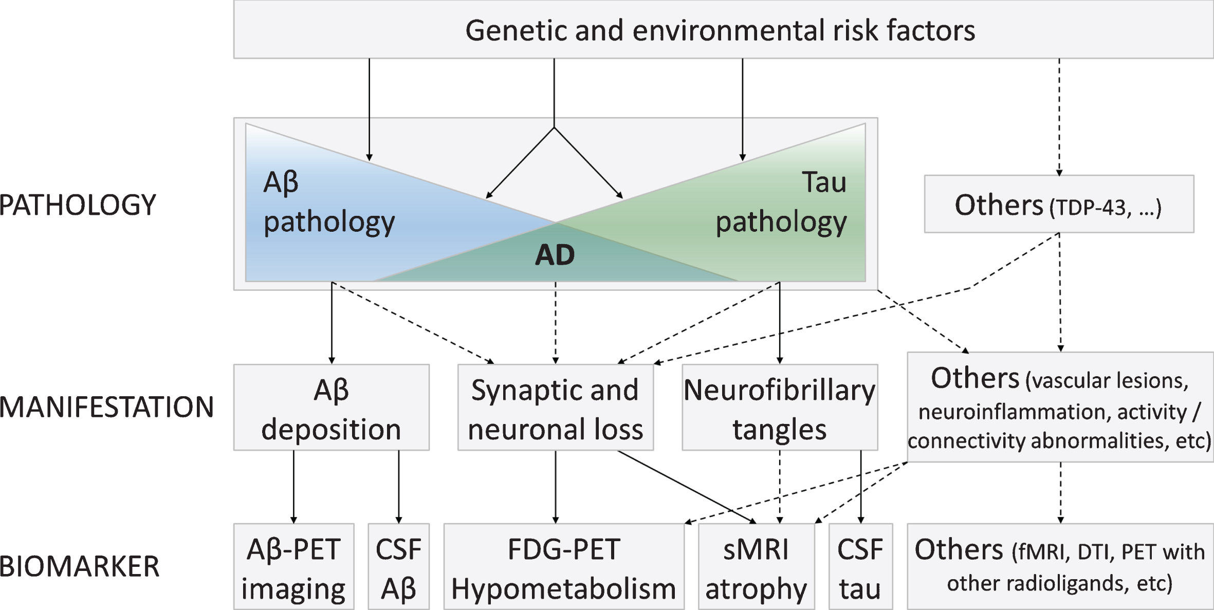 Hypothetical model illustrating the links between the main AD biomarkers and the underlying neuropathological processes. In this multidetermined perspective of the disease, Aβ and tau pathologies appear as at least partly independent processes, under the influence of genetic and environmental factors, and interact to lead to AD disease. Other neuropathological processes, some of which are still unknown, are likely also involved in the physiopathology of the disease. Adapted from [21, 22].