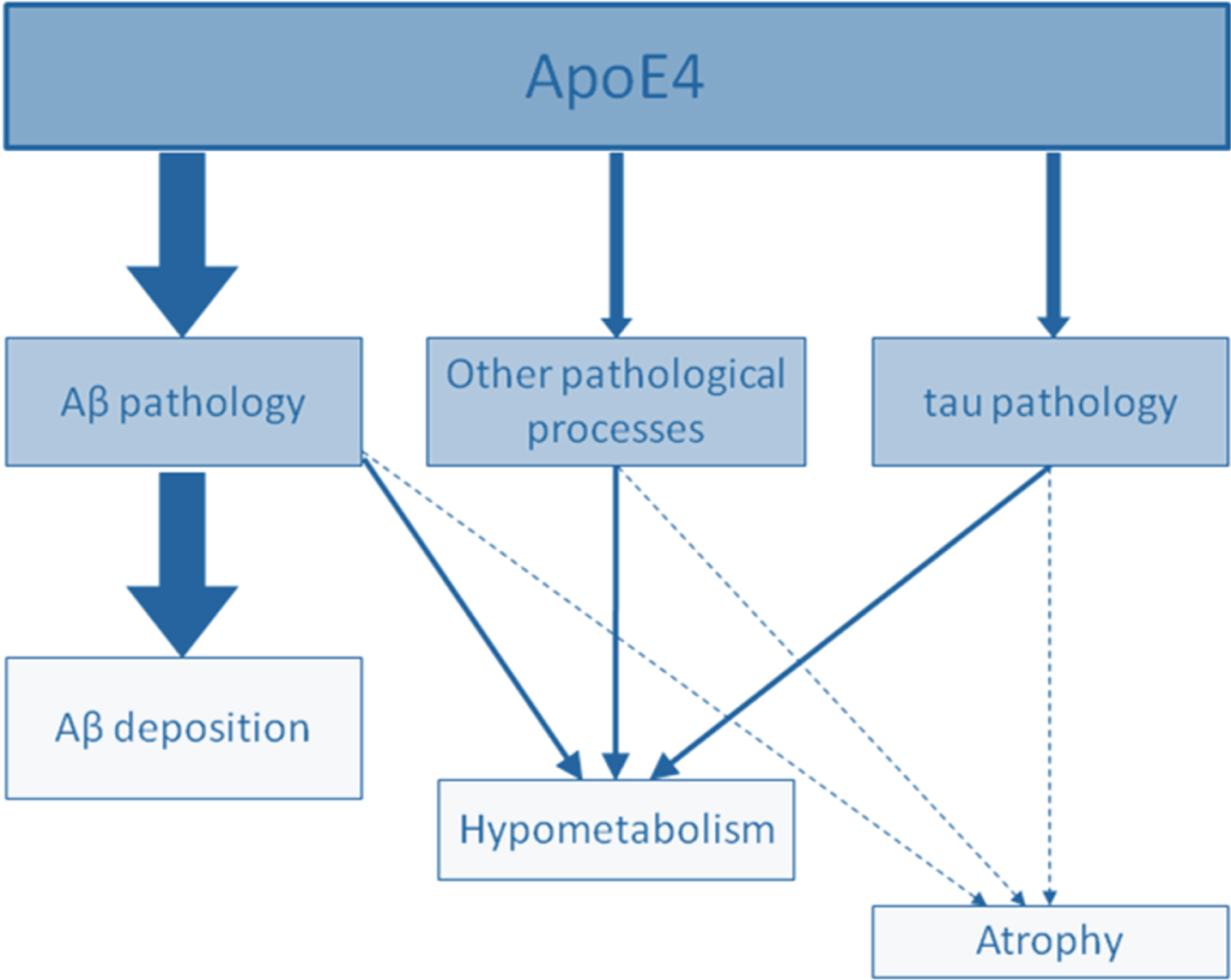 Schematic representation of the graded effect of APOE4 on structural MRI (atrophy), FDG-PET (metabolism), and molecular (Aβ deposition) cortical changes. APOE4 effects clearly predominate on Aβ deposition (thick arrows), while the effects are more modest on cortical metabolism and volume (thin arrows). This figure also illustrates that APOE4 operates through both Aβ-dependent and Aβ-independent processes. From [31].
