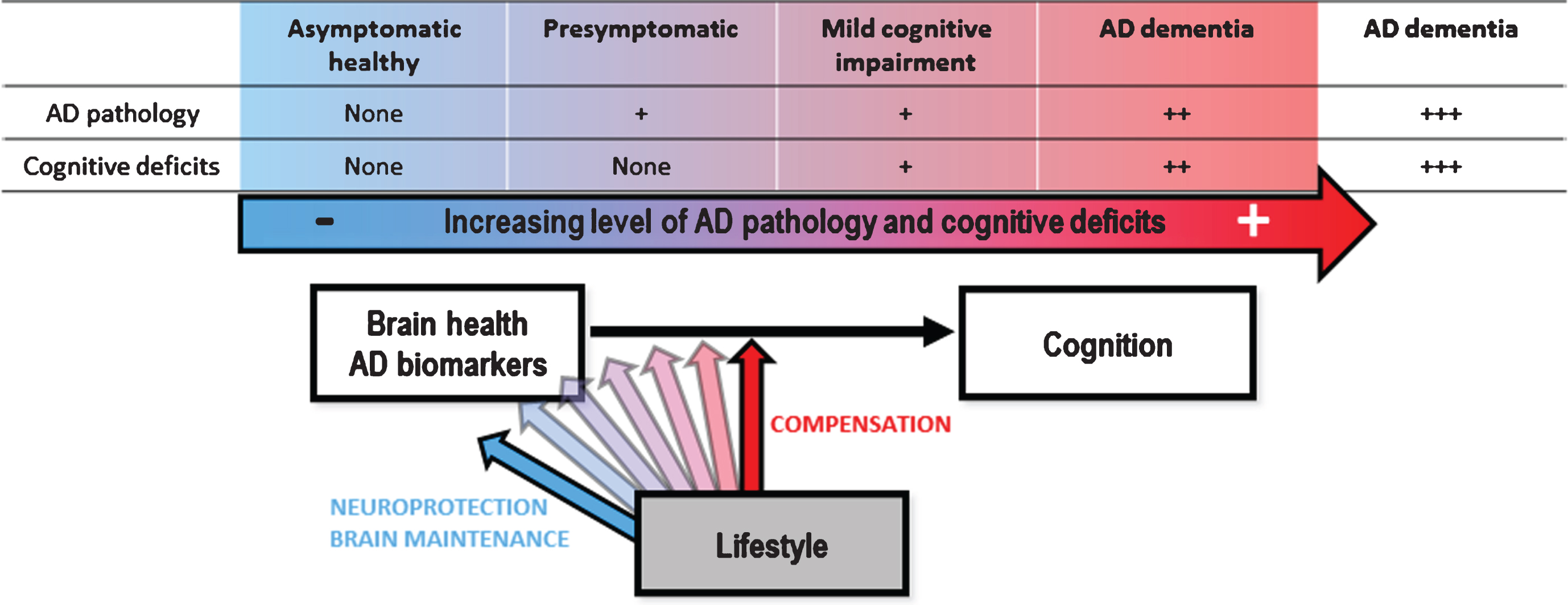 Schematic theoretical representation of the differential expression of reserve mechanisms (neuroprotection versus compensation) across the spectrum from cognitively normal healthy adults to AD dementia. We propose that neuroprotection and brain maintenance predominates in healthy elderly while compensation processes predominate as AD progresses to dementia (probably up to a certain stage where compensation is not possible anymore). [54, 55].