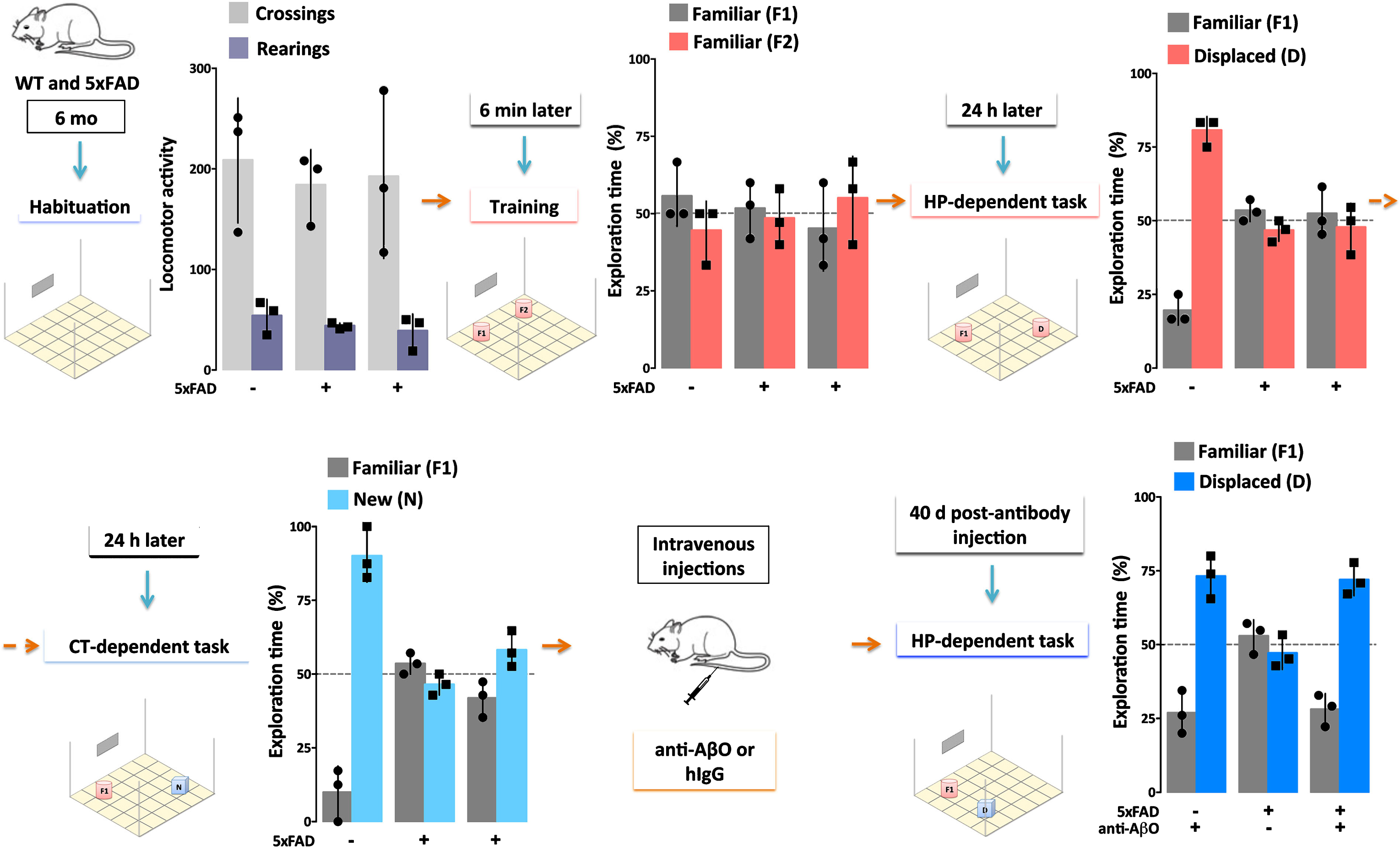 Single injection (30μg) of an AβO-specific antibody ameliorates cognitive deficits in AD mice for at least 40 days. 5xFAD Tg mice and their wild-type (WT) littermates (6 months of age) were evaluated by Object Recognition Tasks before and after (40 days) a single injection (30μg) of a humanized AβO-specific antibody (anti-AβO) or non-specific human IgG (hIgG). First, locomotor activity was assessed while mice were allowed to habituate to the testing field (Habituation). Assessments were the number of times the mice crossed grids in the field (Crossings, light gray) and the number of times mice put their hind paws on the walls of the field (Rearings, purple), with no differences between WT and 5xFAD mice. Next, the test objects (F1 and F2) were introduced to the mice in the Training session. All mice showed normal exploratory behavior, defined by 50% exploration of each object, as both objects are equal and new to the mice. The ability of mice to remember object placement was then tested 24 hours after the Training session in a hippocampal (HP)-dependent task. Another 24 hours later, the ability of mice to remember the object was tested in a cortical (CT)-dependent task. Only the WT mice were able to recognize the familiar object (F1) from the Training session, as evidenced by >50% exploration of the displaced (D, pink) or new (N, light blue) object. The 5xFAD mice failed to recognize F1 in both tasks. When re-evaluated 40 days post-antibody injection in a HP-dependent task, only the 5xFAD mice that received the AβO antibody recovered their ability to recognize object F1. These data support the hypothesis that AβOs induce memory dysfunction in AD (Bicca and Klein, unpublished).