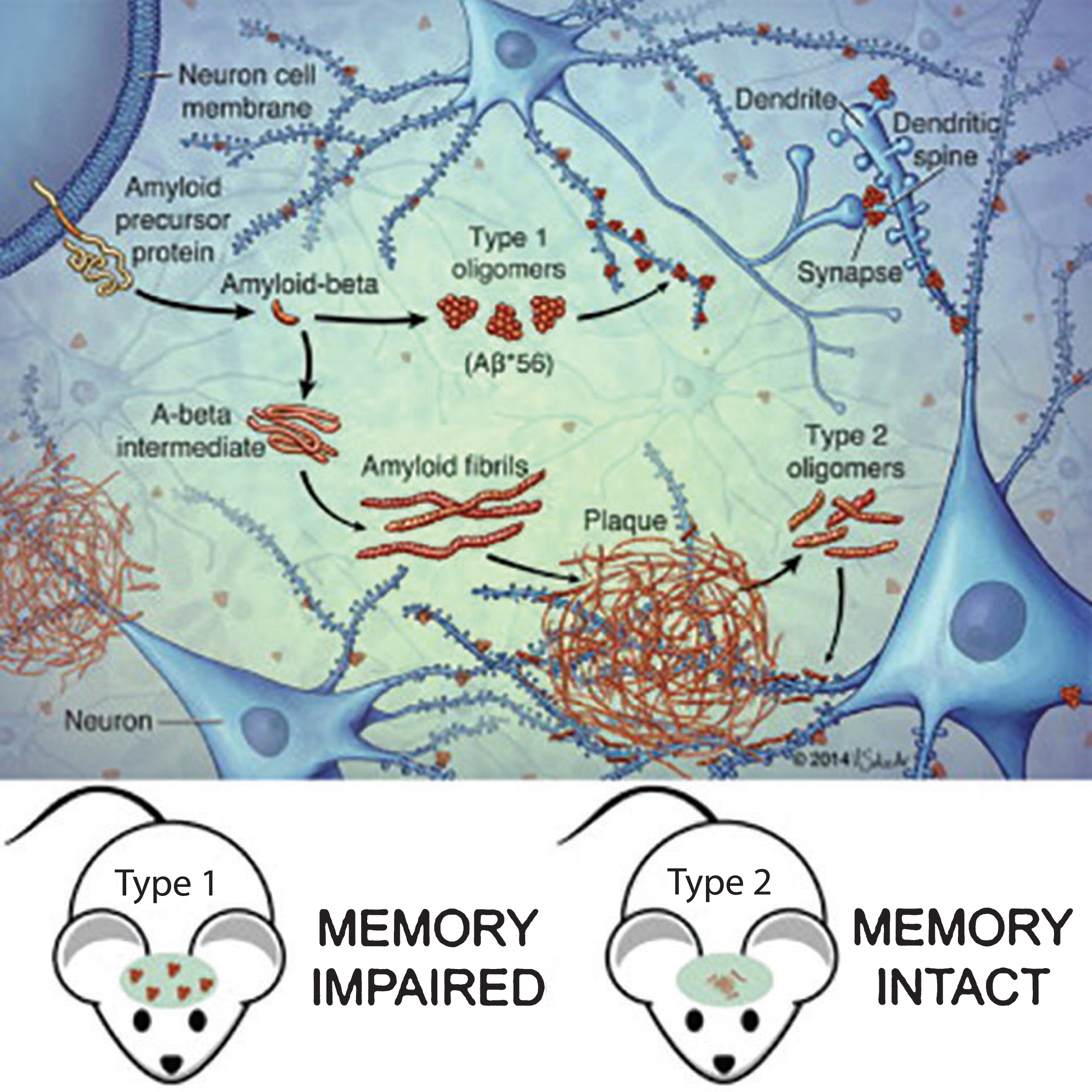 AβOs can be divided into two classes based on their temporal, spatial, and structural relationships to amyloid plaques as well as their ability to cause memory dysfunction. Type 1 AβOs (aka “peak 1” or HMW) are thought to be associated with memory impairment, while type 2 AβOs (aka “peak 2” or LMW) are not. Only type 2 AβOs are associated with amyloid plaques. Reprinted from “Quaternary Structure Defines a Large Class of Amyloid-beta Oligomers Neutralized by Sequestration” by Liu P, Reed MN, Kotilinek LA, Grant MK, Forster CL, Qiang W, Shapiro SL, Reichl JH, Chiang AC, Jankowsky JL, Wilmot CM, Cleary JP, Zahs KR, and Ashe KH. This was published in Cell Rep, 2015, 11(11): 1760-1771, under the terms of the Creative Commons Attribution Non-Commercial No Derivatives License (CC BY NC ND) https://creativecommons.org/licenses/by-nc-nd/4.0/ [119].