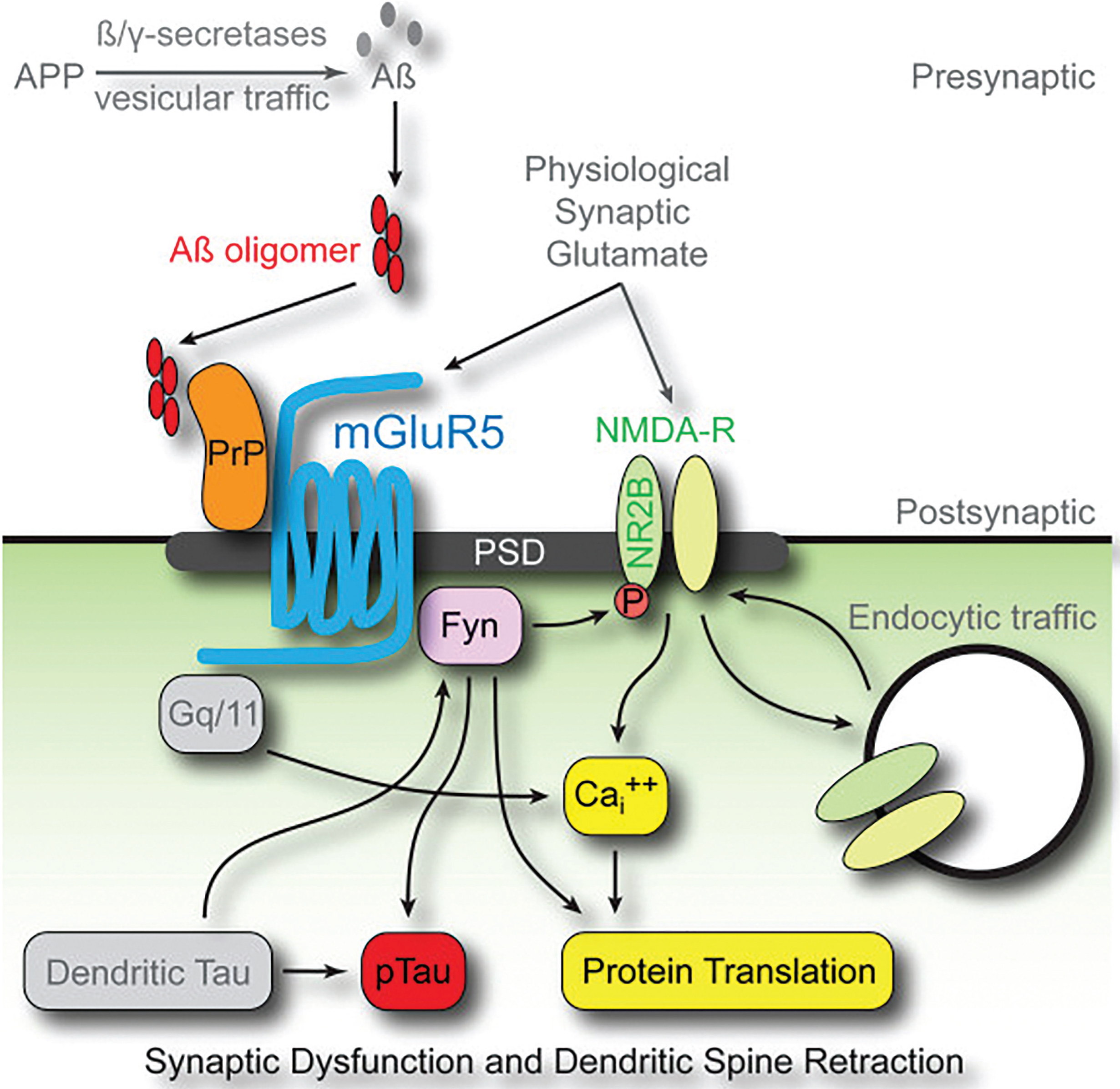 PrPc mediates AβO toxicity through mGluR5, Fyn kinase, and NMDARs. Downstream consequences of the pathway include calcium dyshomeostasis, tau hyperphosphorylation, and synaptic dysfunction and loss. Reprinted from “Fyn kinase inhibition as a novel therapy for Alzheimer’s disease” by Nygaard HB, van Dyck CH, and Strittmater SM. This was published in Alzheimers Res Ther, 2014, 6(1): 8, under the terms of the Creative Commons Attribution License (CC BY) [227].
