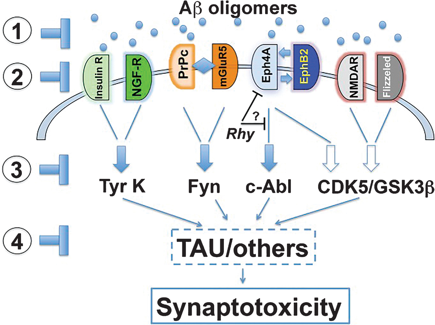 Putative therapeutic targets of the AβO pathogenic cascade. Including: 1) AβOs themselves; 2) AβO receptors; 3) signaling pathways; or 4) downstream effectors such as tau. Reprinted with permission of PNAS from “Toward a unified therapeutics approach targeting putative amyloid-beta oligomer receptors” by Overk CR and Masliah E. This was published in Proc Natl Acad Sci U S A, 2014, 111(38): 13680-13681 [392].