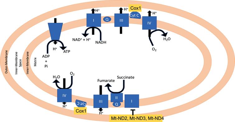 Mitochondrial localization of COX1, Mt-ND3, and Mt-ND4.