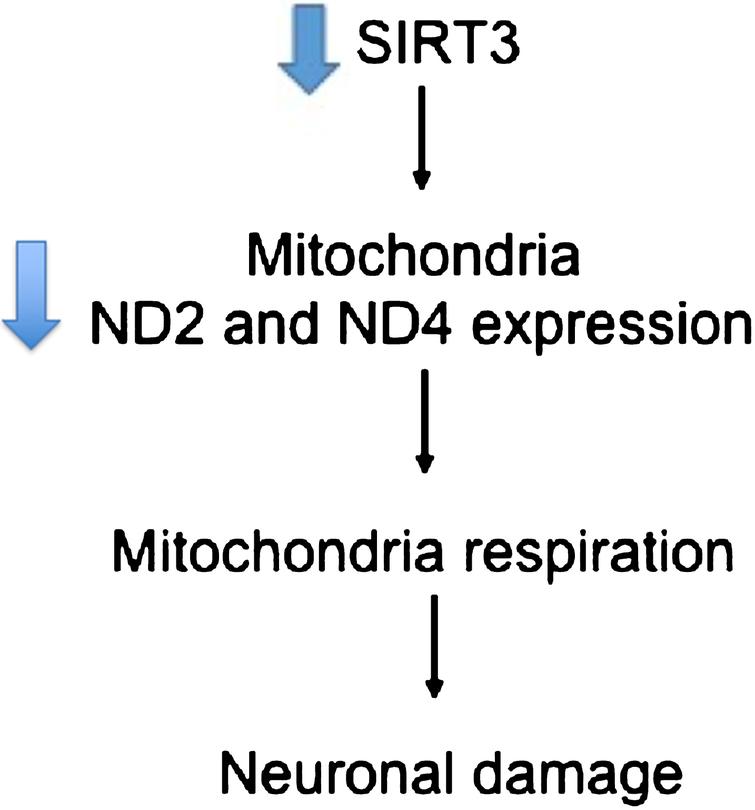 Diagram summarizing a response to SIRT3 lower expression leading to a decrease level of MT-ND2 and MT-ND4 [35]. This decrease levels results in neuronal damage and subsequent neurodegeneration.