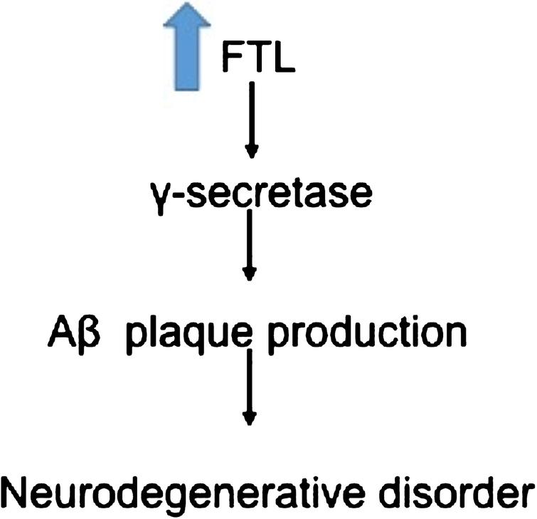 Overexpression of FTL causes increase production of Aβ plaques leading to neurodegeneration [66].