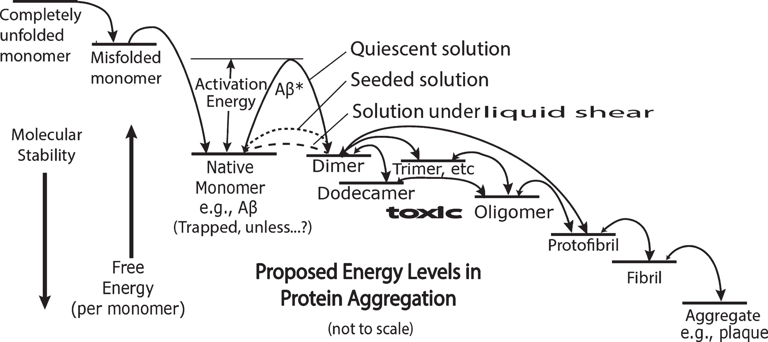 Energy diagram representing a highly simplified, symbolic overview of two processes, protein folding and amyloid cascade aggregation proceeding from native monomer through the formation of toxic oligomers, fibrils, to aggregates. The free energy level scale is arbitrary and not to scale. The free energy and molecular stability arrows are arbitrary in size but not direction. As indicated with the vertical arrows on the left, the stability of the monomer increases with decreasing free energy. The heights of curved arrows above straight line energy levels represent speculative comparative activation energies. The relative sizes of the arrow heads in the double headed arrows indicate speculative relative rates in the equilibrium between each of the two chemical species. The dashed line between monomer and dimer represents the free energy of the monomer as it is transformed in a non-equilibrium shear energy process probably from a predominantly alpha to a predominantly cross beta conformation. The dotted line represents the lowered activation energy when exogenous oligomers are added to monomer solutions and catalyze further aggregation. The single line energy labels “Dimer”, “Trimer, etc.” do not reveal the complexity of different possible energy levels and conformations of in-register and out-of-register conformations. The “(Trapped. Unless…)” label under the “Native Monomer” energy level implies there are means (e.g., shearing and seeding) by which the very high activation energy barrier can be circumvented and aggregation commences.