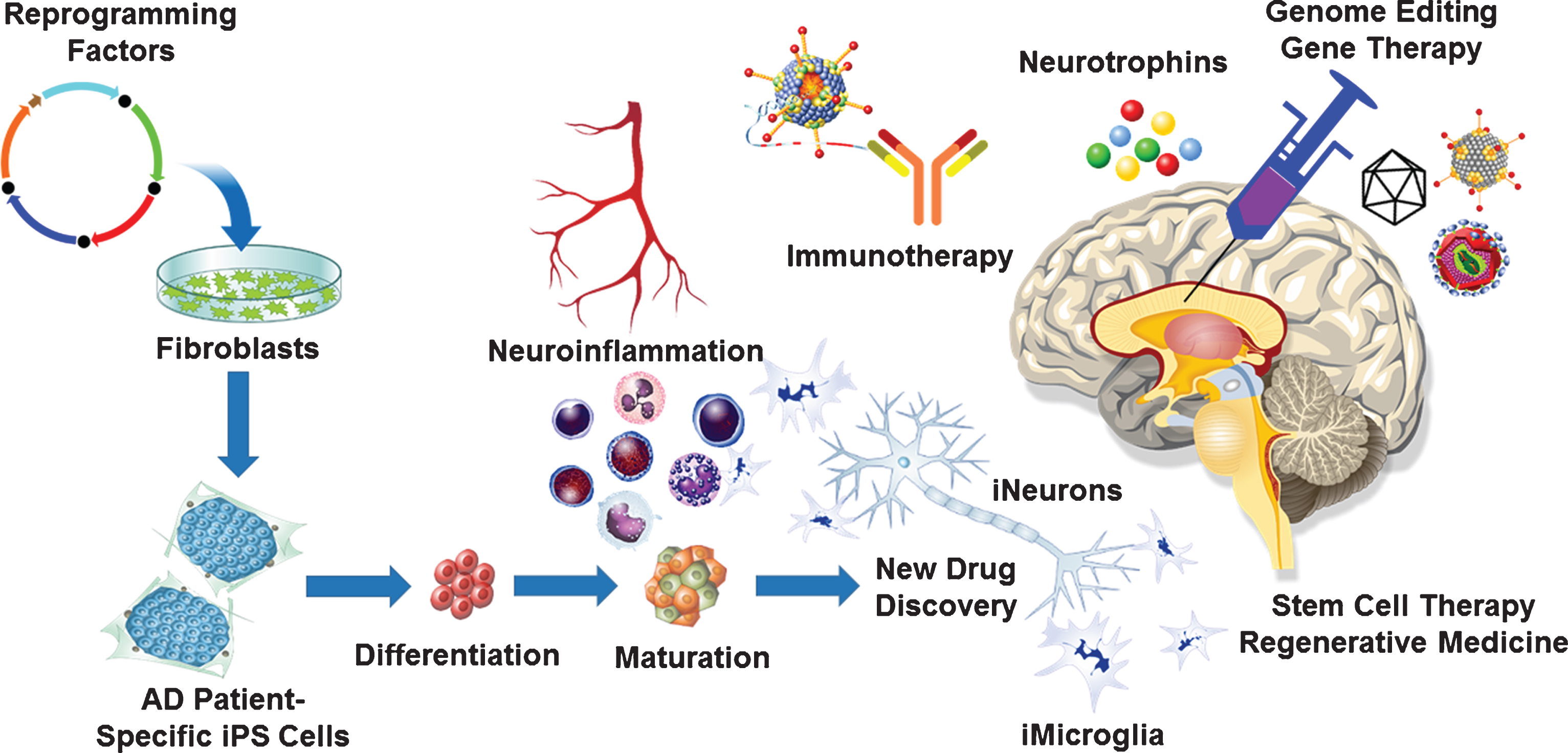 Neuro-immuno-genome-editing-stem-cell-therapy for Alzheimer’s disease (AD). Development of novel AD therapies would involve harnessing the latest technological advancements in the fields of neurology, immunology, molecular biology, virology, molecular medicine as well as stem cell biology. Neuroinflammation plays a significant role in the development and progression of AD. Targeting neuroinflammation using CRISPR/Cas9-mediated gene editing and gene therapy approaches will delay the onset as well as potentially halt the progression of AD. Genetically engineered recombinant viral vectors with enhanced neurotropism due to novel capsid engineering will maximize targeted gene editing and gene therapy efficacy. Latest advancements in the field of stem cell biology and regenerative medicine will enable the development of disease in a dish model using AD patient derived iPS cells to generate 3D organoids, which can be used for the new drug discovery. Such an approach will lead to the development of AD-patient specific neuro-immuno-genome-editing-stem-cell-therapy.