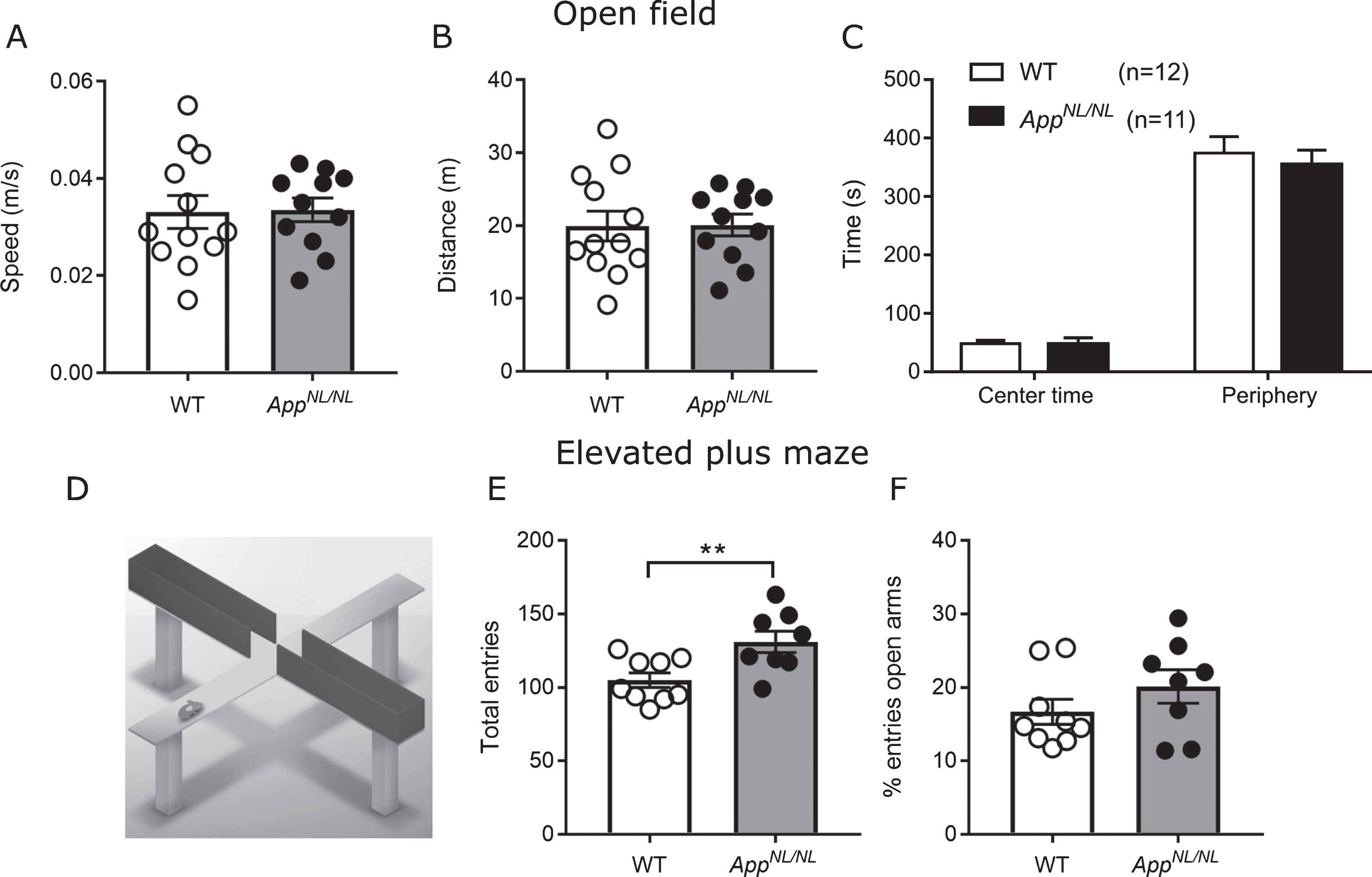 No major locomotor and anxiety-related alterations in 24-month-old AppNL/NL mice. A) Average mean speed and distance travelled (B) during the 10 min free exploration in the open field. C) Time spent in the center versus the periphery areas in the open field task n = 12 WT; 11 AppNL/NL mice. D) Explanatory diagram showing the 2 open and 2 closed arms from the elevated plus maze. E) Elevated plus maze shows an increased number of total entries to the open and closed arms in old AppNL/NL (n = 8) mice compared to WT (n = 9). F) No differences in the percentage of entries to the open arms, normalized to the total number of entries between the two genetic groups. Histograms show the mean (±S.E.M). Statistical significance (*p < 0.05, **p < 0.005) was evaluated with an unpaired T-test.