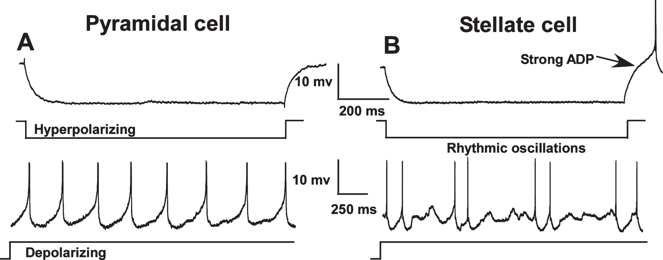 Electrophysiological differences between pyramidal (A) and stellate cells (B) in the medial entorhinal cortex (MEC). In contrast to pyramidal cells, stellate and other non-pyramidal cells exhibit a pronounced afterdepolarization (ADP) following repolarization from a hyperpolarizing pulse and show rhythmic oscillations during sustained depolarization. Neuronal types were distinguished using these characteristics and only pyramidal-like cells were included in this study. (Note: action potentials have been truncated).