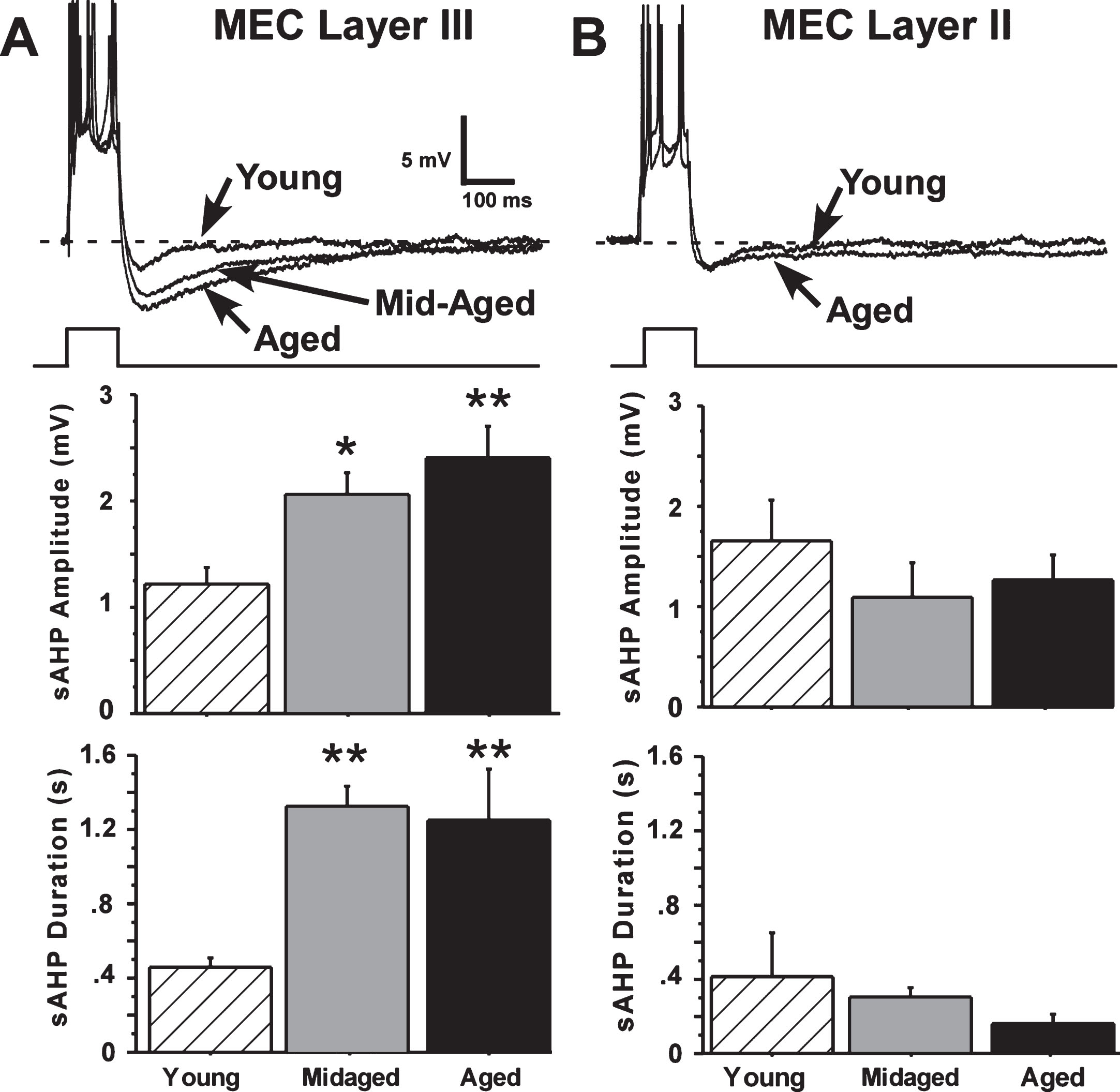 The slow afterhyperpolarization (sAHP) is altered by aging only in layer III. A) Representative examples and age-group means of sAHPs measured in layer III of the MEC. Significant age differences in slow AHP amplitude and duration were found for layer III neurons, with sAHPs in aged (21 months old) and mid-aged (10 months old) animals increased compared to sAHPs in young (4 months old) rats. B) Representative examples and age-group means of sAHPs measured in layer II of the MEC. No aging differences were observed in layer II neurons. (Means ± S.E.M. for group values; *p < 0.01; **p < 0.001 ANOVA pLSD significant pairwise contrast versus young).