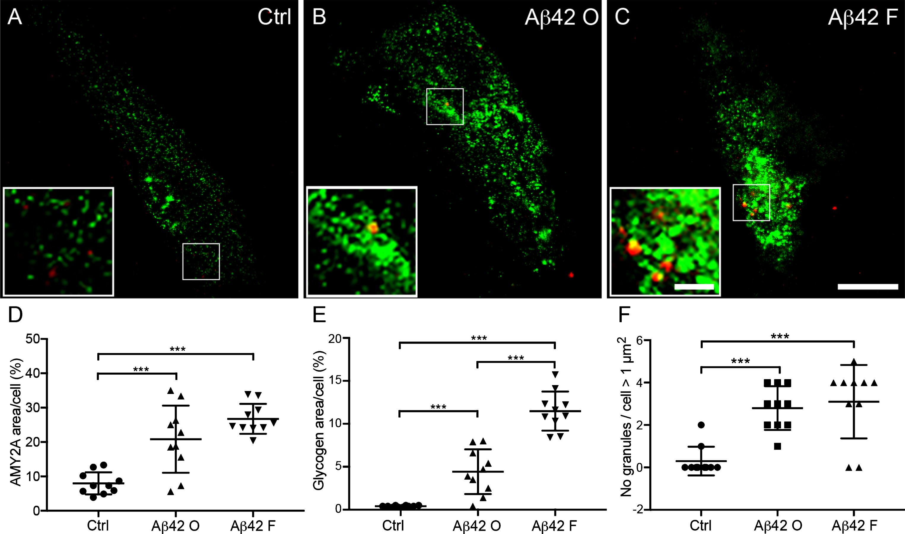 Increased α-amylase immunoreactivity and glycogen load in cultured astrocytes after Aβ42 stimulation. Confocal images in (A–C) show double immunofluorescent AMY2A/glycogen staining of cells treated with vehicle control (Ctrl), 10 μM Aβ oligomers (Aβ42 O), and 10 μM Aβ42 fibrils (Aβ42 F). Scale bar = 40 μm. The small square marks an area shown at higher magnification (bottom left), where increased glycogen granules (red indicated with arrowheads in A–C) and AMY2A immunoreactivity (green in A–C) can be visualized to a higher degree after Aβ42 fibril stimulation (C) compared to Ctrl (A). Scale bar = 8 μm. Column scatter plots in (D-E) show area percentage of AMY2A and glycogen immunoreactivity in the stimulated cells. Significant higher area percentage of AMY2A (D) and glycogen (E) was seen in Aβ42 O stimulated cells compared with Ctrl and an even more pronounced increase of AMY2A area percentage after Aβ42 F stimulation compared with Ctrl. Column scatter plots in (F) show the number of glycogen granules exceeding 1 μm2 /stimulated HA cells. HA cells stimulated with Aβ42 O or Aβ42 F showed greater number of glycogen granules exceeding 1 μm2 compared to controls. The experiment was independently performed three times and 3-4 cells from each experiment and condition (in total 10 per condition) was analyzed. Data was analyzed using one-way ANOVA with Tukey post-test and presented as mean ± SD. **p < 0.01, ***p < 0.001.