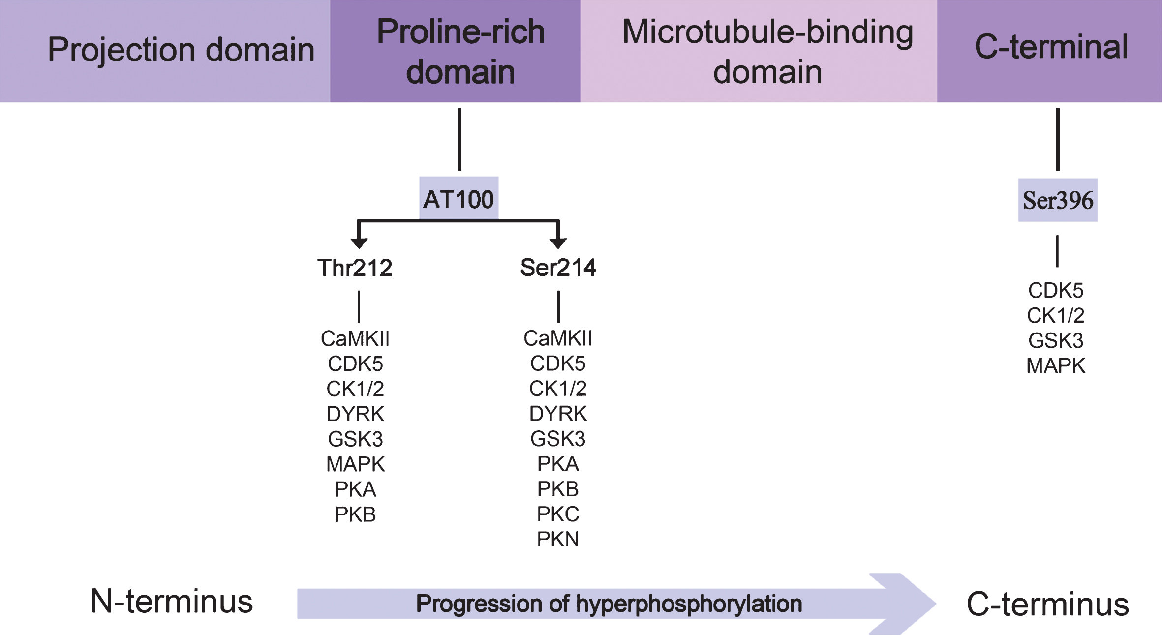 Direction of the progression of tau protein hyperphosphorylation. The proline-rich domain contains the epitope which is recognized by the AT100 antibody, whereas pS396 antibody recognizes the C-terminal region. Specific kinases phosphorylating each residue are illustrated. A blue arrow highlights the sequential tau hyperphosphorylation from the N-terminal to the C-terminal.