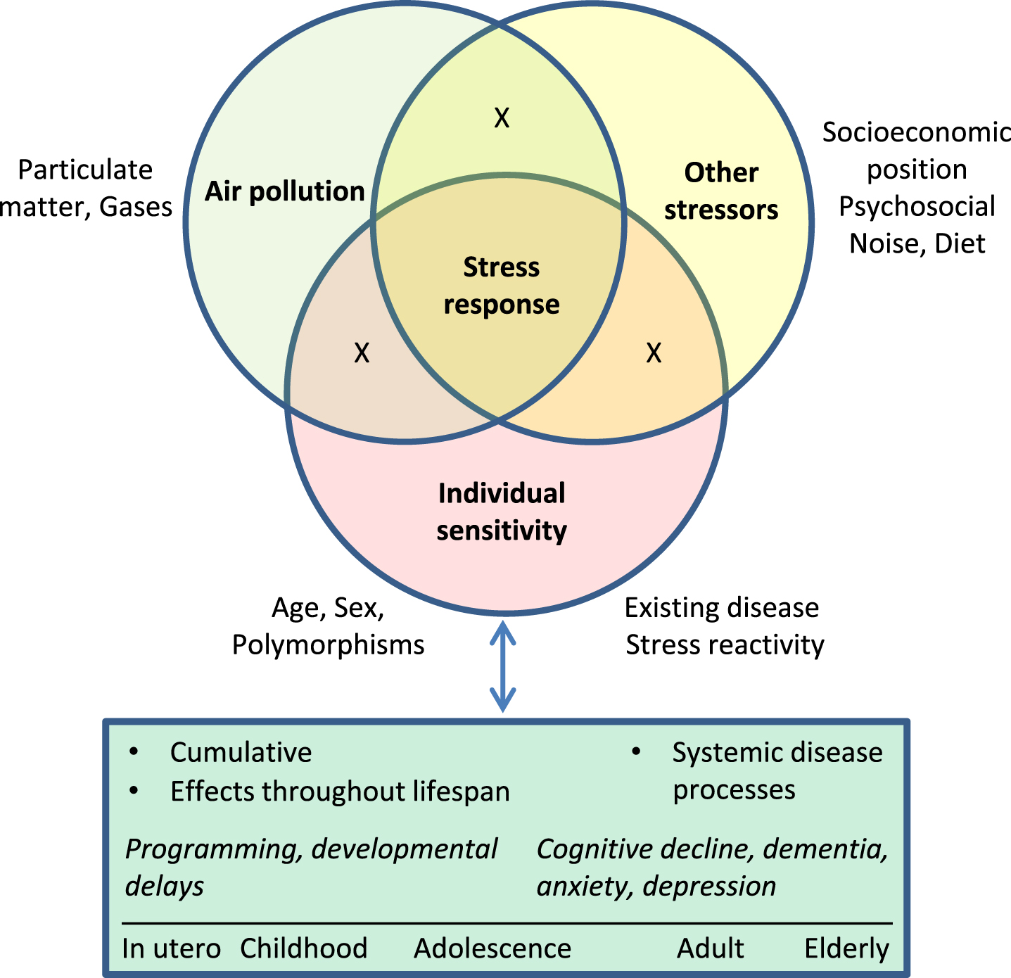 Stress response as an integrator of effects of chemical and non-chemical stressors and individual sensitivity on brain health across the life course. Exposure to air pollution occurs in the context of other exposures, including stressors associated with socioeconomic position such crowding, crime, noise, and other hazards. Deleterious effects of exposure to chronic stressors may accumulate across the life course, and in turn may further increase vulnerability to subsequent exposures. Effects include impacts on fetal development, programming of future stress reactivity and disease susceptibility, and cumulative dysregulation of systemic neuroendocrine, cardiovascular, inflammatory, and metabolic processes that collectively contribute to disease. “X” represents interactions among factors.