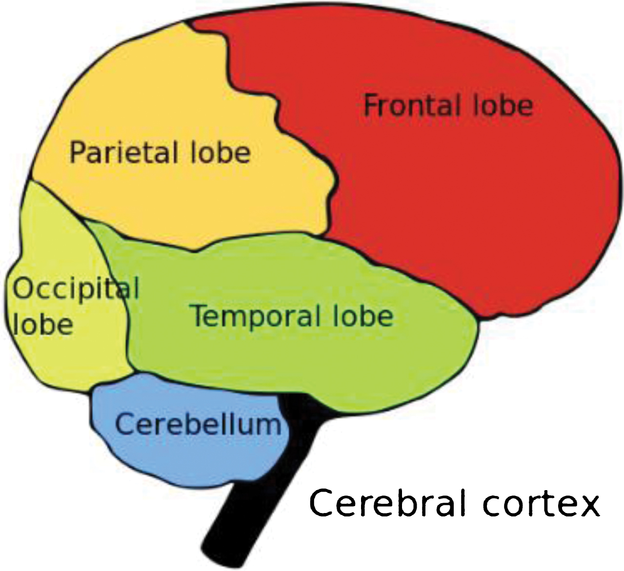 Cerebral cortex showing locations of the occipital, temporal, parietal, and frontal lobes of the cortex [30].