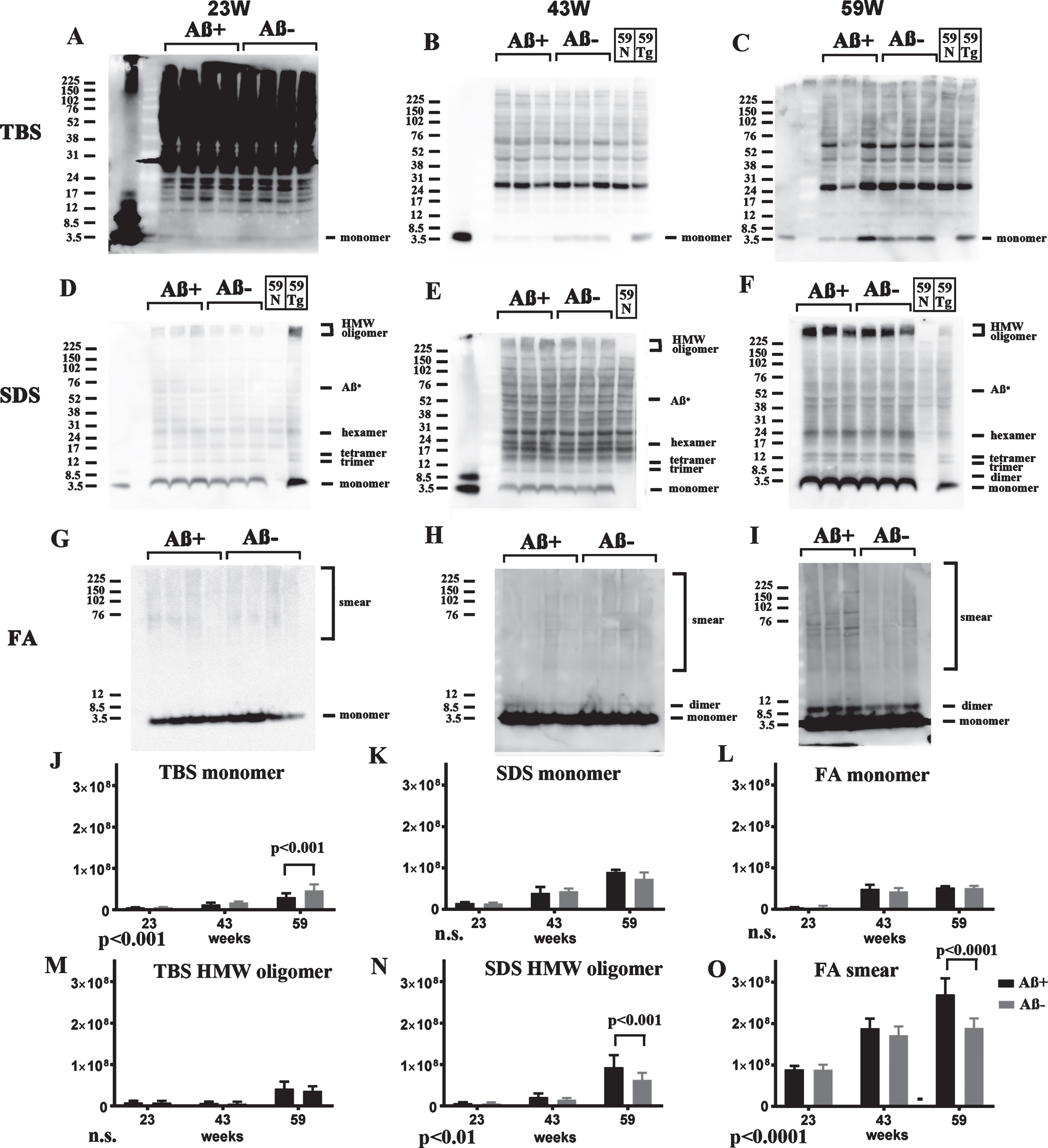 Longitudinal comparison of Aβ species (23, 43, and 59 weeks) in TBS (A–C), SDS (D–F), and FA (G–I) extracts from Aβ+ and Aβ– treated mice in western blots using 82E1. For controls, a nontransgenic mouse at 59 weeks (59N) and a TgCRND8 mouse at 59 weeks without treatment (59Tg) were used. Aβ monomer in each fraction (J–L), HMW oligomers in the TBS fraction (M), and SDS fraction (N), and Aβ smear in the FA fraction (O) were quantified. The results of two-way ANOVA are shown in the lower left of each figure (J–O). In TBS fractions, soluble Aβ monomers in Aβ+ treated mice were decreased compared with those in Aβ– treated mice at 23, 43, and 59 weeks (A–C, J). To detect Aβ monomers clearly at 23 weeks, the membrane was exposed for longer than the other blots (A). Small amounts of HMW AβOs were detected only at 59 weeks, but they did not differ between the Aβ+ and Aβ– groups (A–C, M). In SDS fractions, Aβ monomers and LMW AβOs were detected equally at 23, 43, and 59 weeks (D–F, K). Accumulation of HMW AβOs was inversely increased in the Aβ+ treated group at 23, 43, and 59 weeks (D–F, N). In FA fractions, monomers and dimers of Aβ increased with age equally in both groups (G–I, L). However, smear patterns of Aβ were markedly visualized in the Aβ+ group at 59 weeks (G–I, O). Mice at 23 weeks (n = 9 for Aβ+, n = 11 for Aβ–), 43 weeks (n = 7 for Aβ+, n = 6 for Aβ–), and 59 weeks (n = 6 for Aβ+, n = 7 for Aβ–) were used.