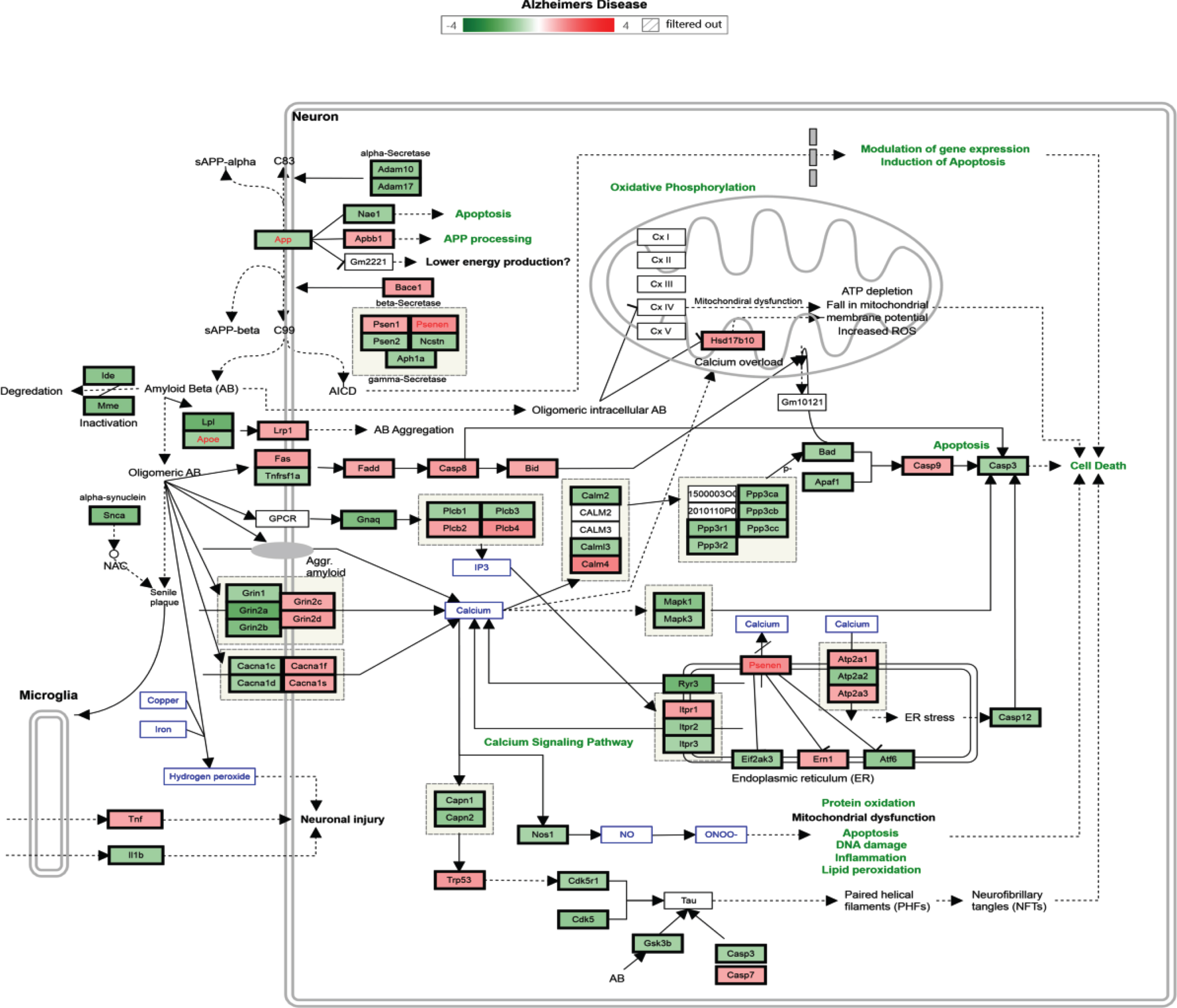 Alzheimer’s disease pathway with regulated genes after 6 months’ supplementation of TRF. *The green box indicates downregulated genes and the red box indicates upregulated genes.