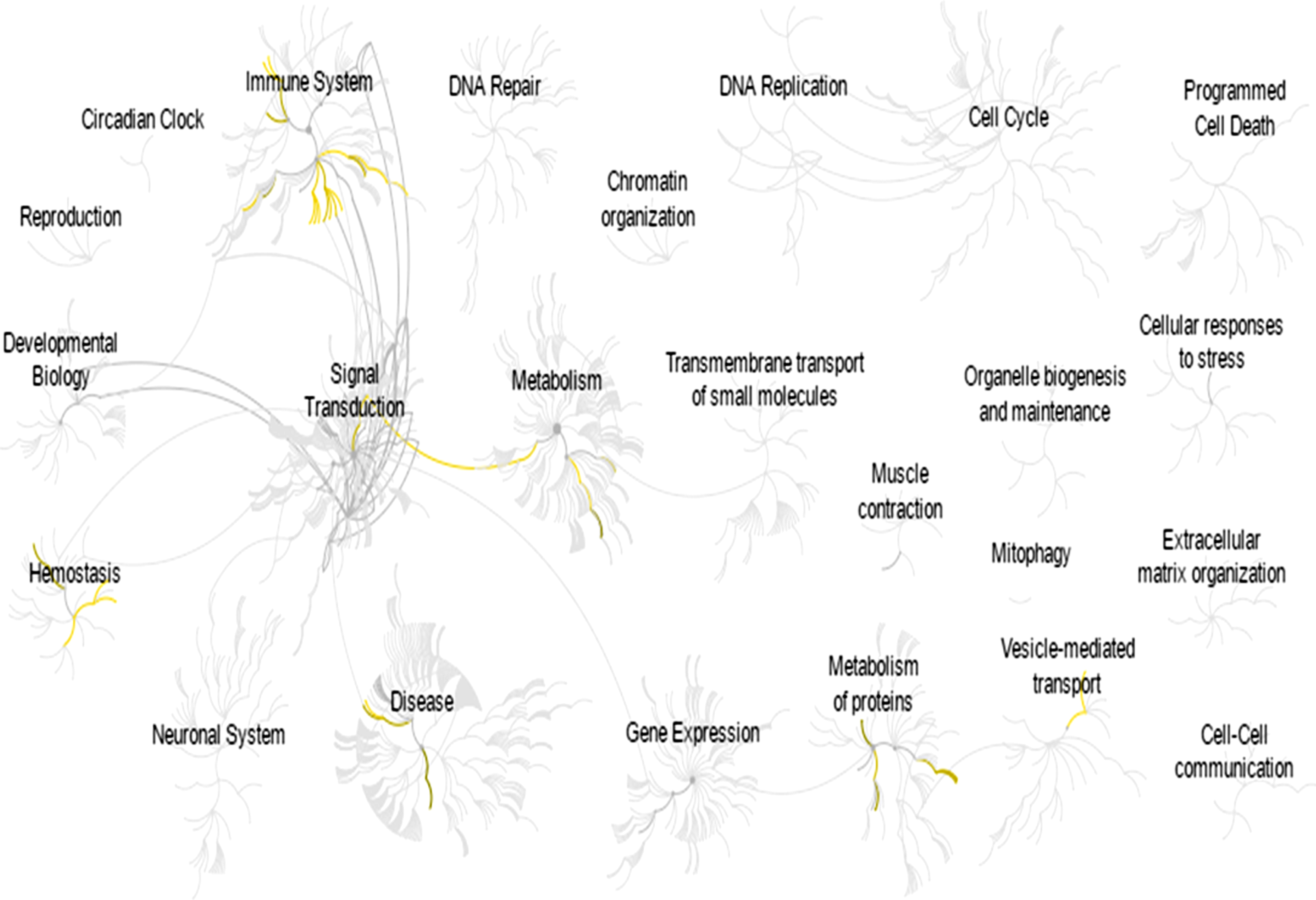 Reactome-generated biological pathway [24] involved in promoting particular biological events. The yellow network represents a significantly involved pathway in relation to differentially expressed protein. The grey network represents the pathways that were identified by the Reactome database.