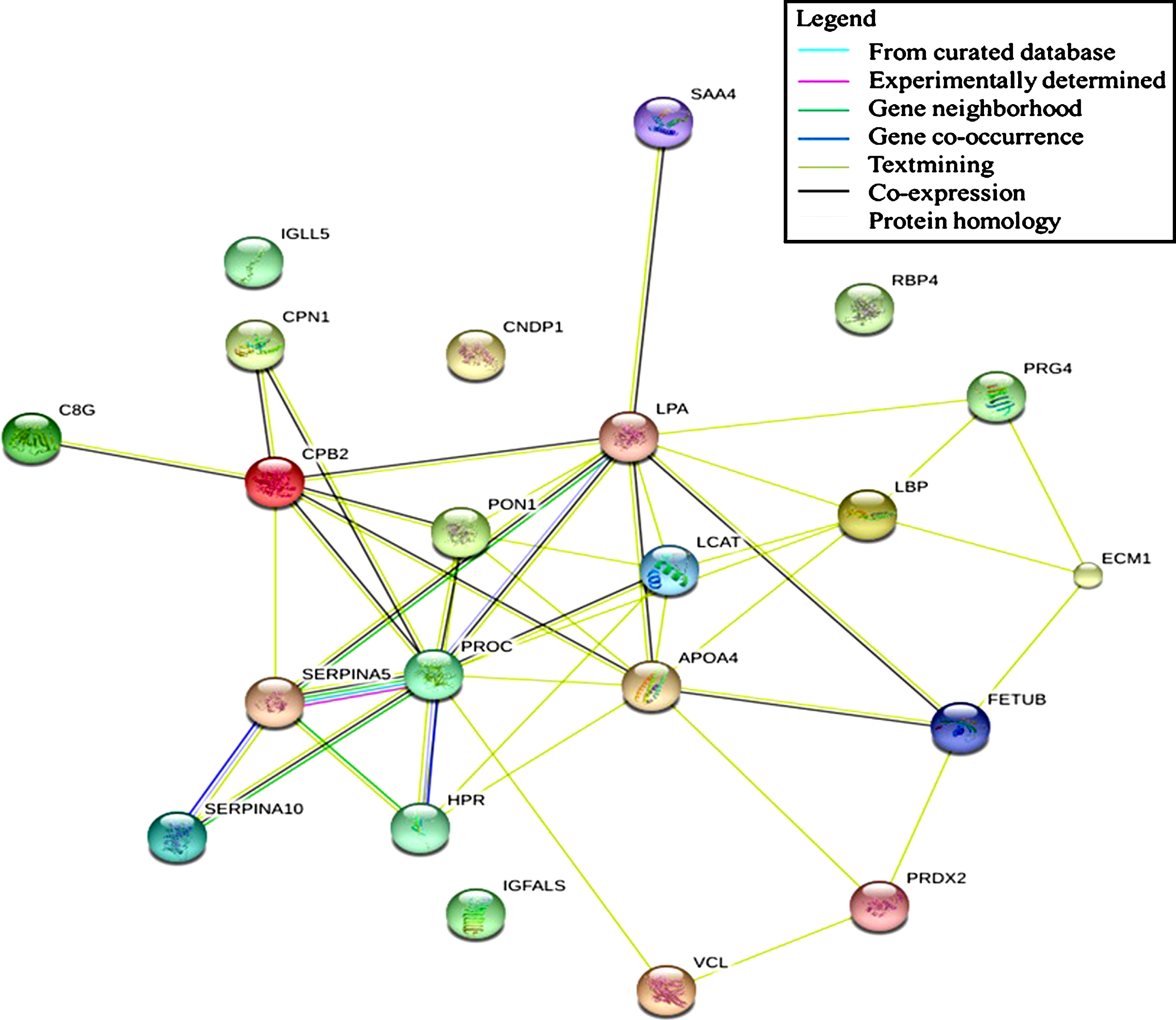 Protein-protein interaction network of significantly different protein expression generated by STRING: functional network analysis.
