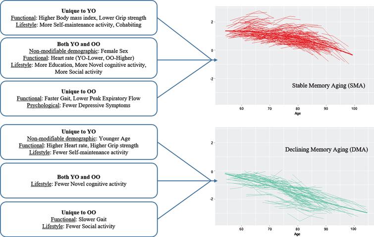 Prediction patterns of risk and protection factors for Stable Memory Aging and Declining Memory Aging based on Young-Old (YO) and Old-Old (OO) stratum.