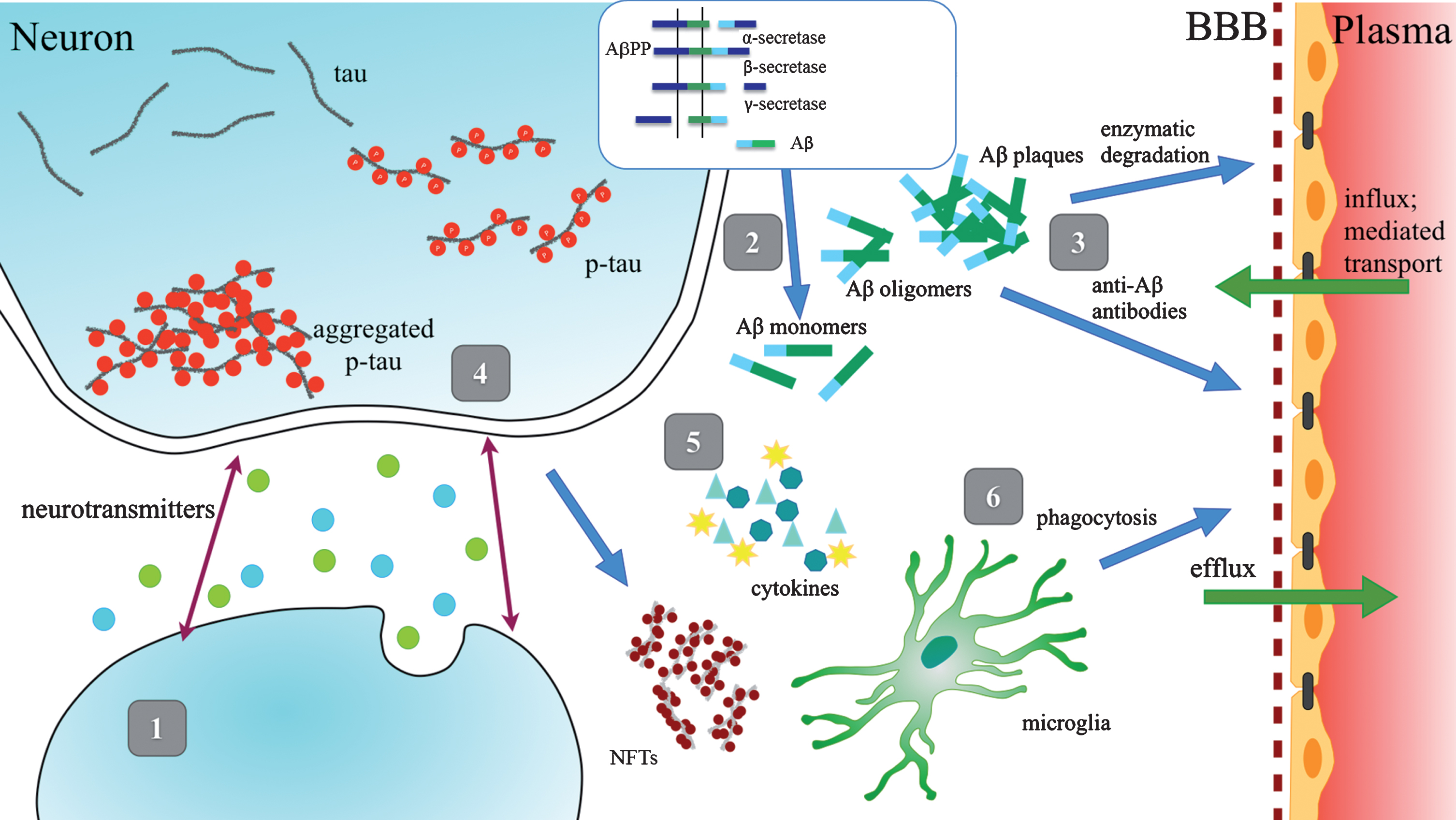 Schematic Representation of Therapeutic Strategies. 1) Enhancement of neurotransmission; 2) Reduction of Aβ production and aggregation; 3) Enhancement of Aβ clearance; 4) Prevention of tau aggregation; 5) Anti-inflammatory agents; 6) Enhancement of microglial phagocytosis.