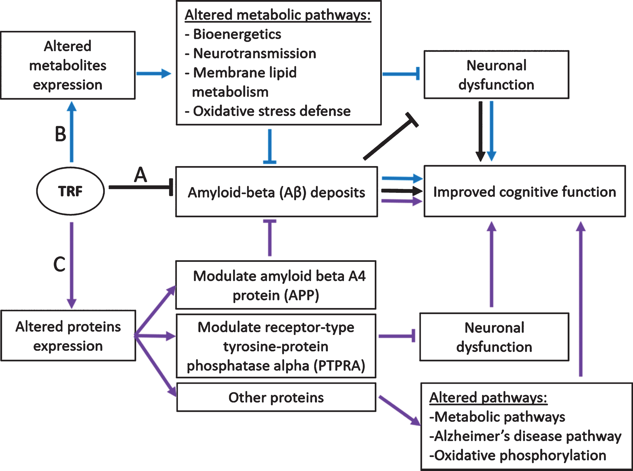 Proposed mechanisms of TRF action in improving cognitive function in AβPP/PS1 mice. Aβ deposits, altered metabolites, and proteins expression cause neuronal dysfunction leading to cognitive impairment. A) TRF reduces Aβ deposition and improves cognitive function (black arrow) [17]. B) TRF modulates metabolic pathways, reducing neuronal dysfunction, and improves cognitive function (blue arrow) [18]. C) TRF modulates amyloid beta A4 protein (APP) leading to reduced Aβ deposits and improved cognitive function. TRF also modulates receptor-type tyrosine-protein phosphatase alpha (PTPRA), reducing neuronal dysfunction, and improves memory. TRF may also improve memory by modulating other proteins involved in metabolic pathways, Alzheimer’s disease pathway, and oxidative phosphorylation (purple arrow). Figure modified from Durani et al. [18].
