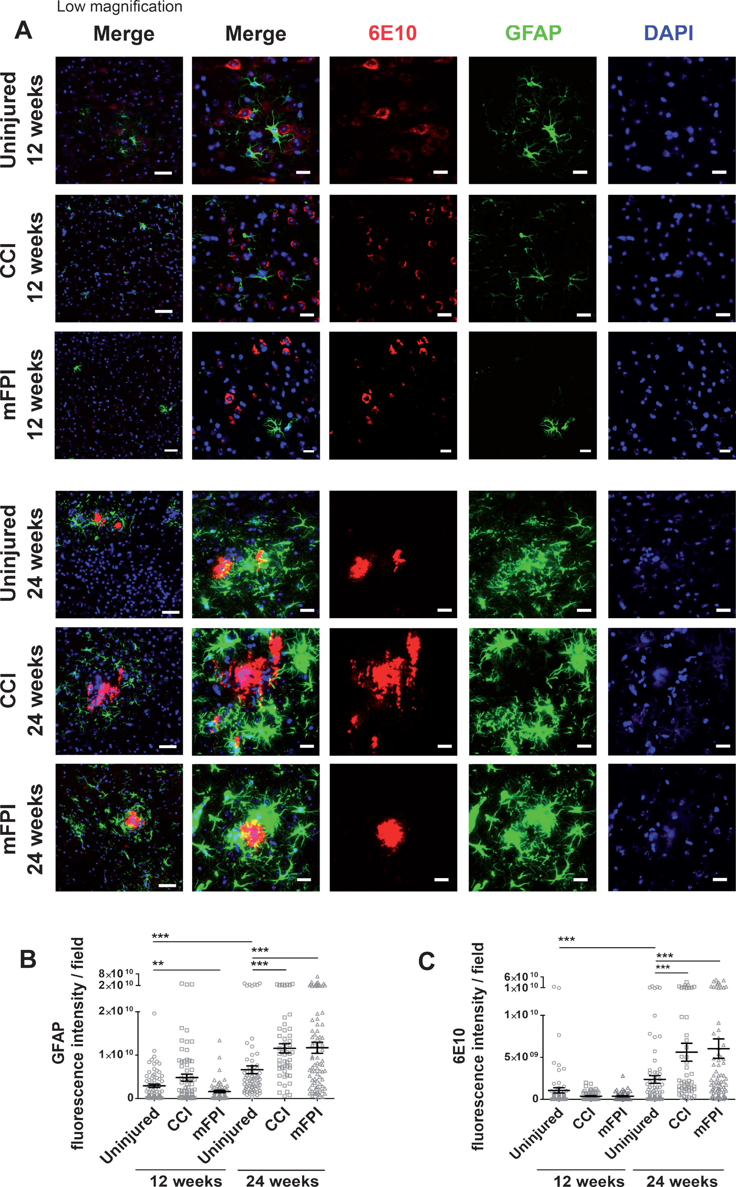 Elevated GFAP expression and Aβ deposition at 24 weeks following CCI or mFPI. Immunostainings, revealed that there was no significant increase in reactive astrocytes, GFAP (green) and Aβ deposits (6E10, red) in tg-ArcSwe mice at 12 weeks after CCI or mFPI. At24 weeks, there was a clear increase in both GFAP-expression and Aβ deposition in both injury groups at, compared to uninjured controls (A). Analysis of the fluorescence signal confirmed that there was a significant increase in GFAP-expression and Aβ deposition 24 weeks after CCI or mFPI (B-C). The data was analyzed by nonparametric Mann Whitney test and the graphs display mean±SEM. Scale bars: Low magnification = 20μm, high magnification = 50μm. **p < 0.01, ***p < 0.001.