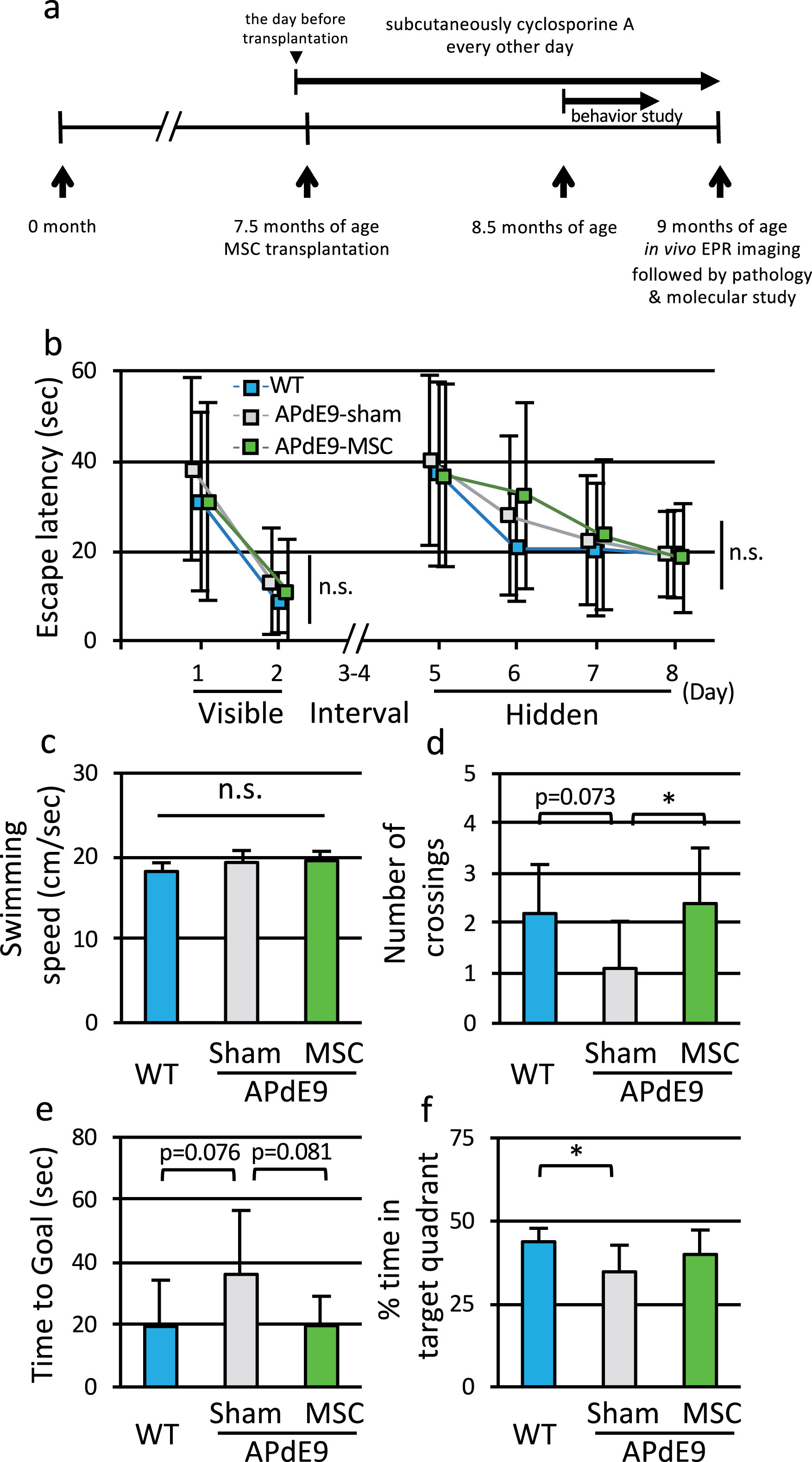 Transplantation of MSC improved spatial memory function of APdE9 mice. a) Schematic diagram of the protocol. To assess spatial learning and memory function, Morris water maze test was performed in WT, APdE9-sham, and APdE9-MSC mice at 8.5 months of age. EPR imaging was performed at 9 months of age. b) Escape latency in the training trials of Morris water maze test for WT mice, APdE9-sham mice, and APdE9-MSC mice. c) Swimming speed in the probe trial of Morris water maze test for three groups of mice. d) Number of crossing through the area where the platform was located, e) latency to reach where the platform was located, and f) percentage of time spent in target quadrant in the probe trial of Morris water maze test (n = 10 for each group).