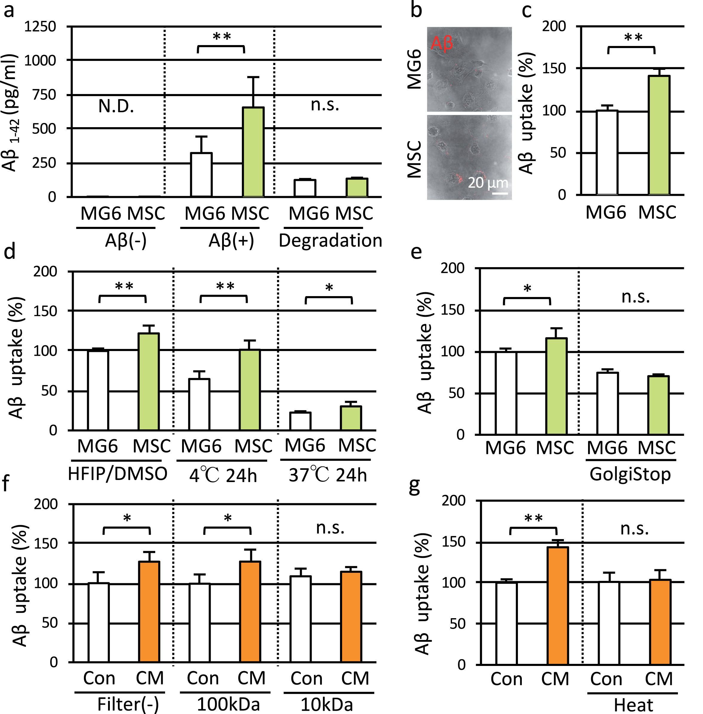 MSC accelerated microglial clearance of Aβ in vitro. a) MG6 cells were co-cultured with MG6 cells or MSC for 24 h. Amount of Aβ1–42 in MG6 cells was measured before exposure to Aβ [Aβ (–)], after exposure to Aβ for 3 h [Aβ(+)], and 3 h after washout of Aβ (Degradation), using ELISA. MG6 cells were exposed to fluorescent labeled Aβ and MG132 for 15 min. b) Representative images of labeled Aβ taken up by MG6 cells. Scale bar; 20 μm. c–g) Fluorescent intensity of labeled Aβ was analyzed by flowcytometry as Aβ uptake. d) Uptake of monomeric Aβ (HFIP/DMSO), oligomeric Aβ (4°C 24 h) and fibrillar Aβ (37°C 24 h). e) Uptake of Aβ when secretion from MSC was blocked by Golgistop. f) Effect of conditioned medium of MG6 cells (Con) or conditioned medium of MSC (CM) on Aβ uptake by MG6 cells. Conditioned medium was filtered through 100 kDa ultrafiltration filter (100 kDa), 10 kDa ultrafiltration filter (10 kDa), or non-filtered [Filter (–)]. g) Effect of heated conditioned medium (Heat). N.D., not detected; n.s., not significant.