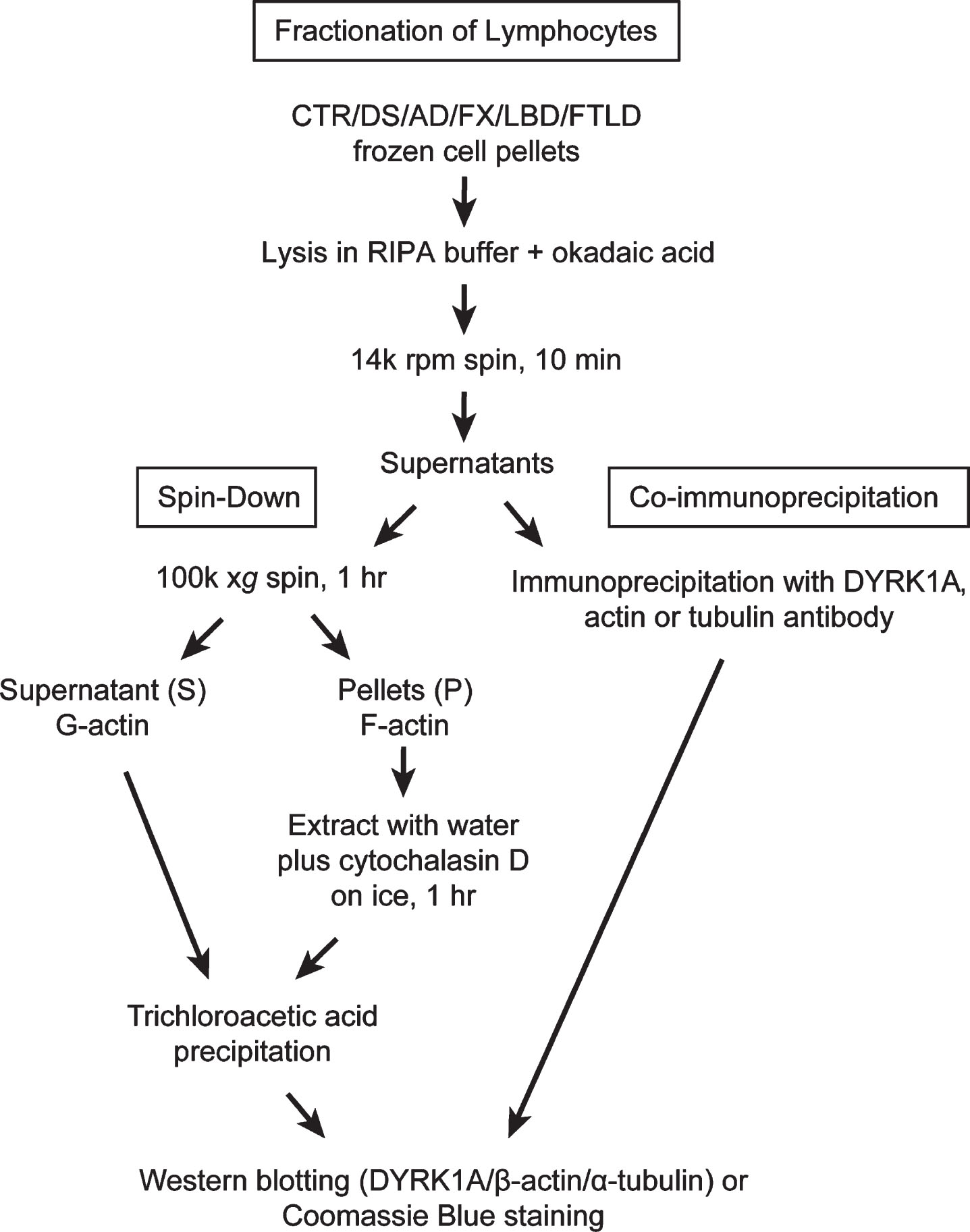 Fractionation of lymphocytes: Flow chart depicting steps leading to obtaining G- and F-actin enriched fractions and samples for immunoprecipitation.