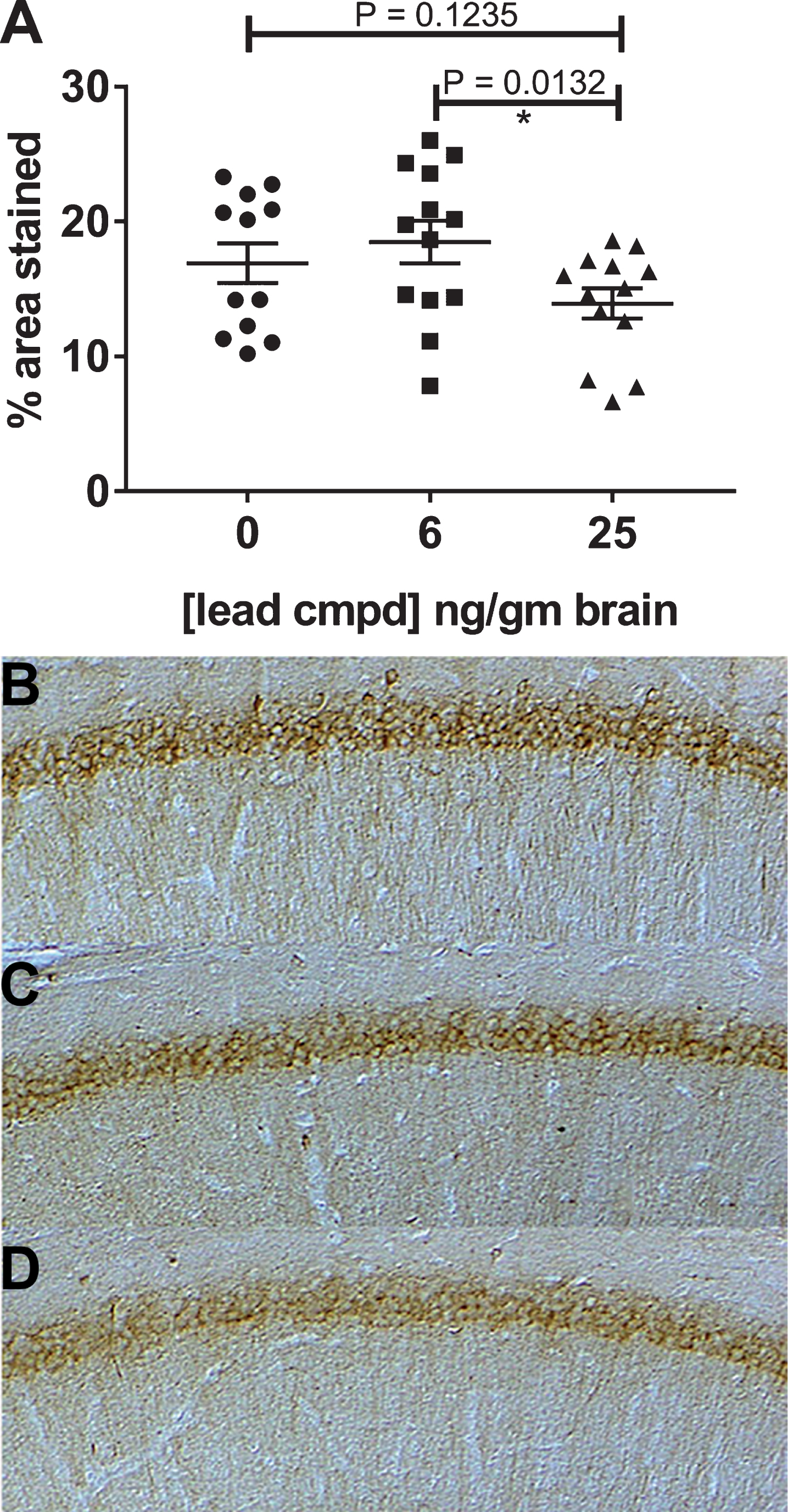 Immunohistochemistry of hippocampal slices of male mice. The mAb MC1, recognizing misfolded pathological tau, was used to stain the hippocampal slices from each mouse. Treated mice with 25 ng compound/g brain had significantly reduced levels of MC1 dependent pathological tau compared to treated mice with 6 ng compound/g brain (A). Representative images of the hippocampal region stained with mAb MC1 are shown for the vehicle control (B) and treatment groups 6 and 25 ng/gm brain (C, D).