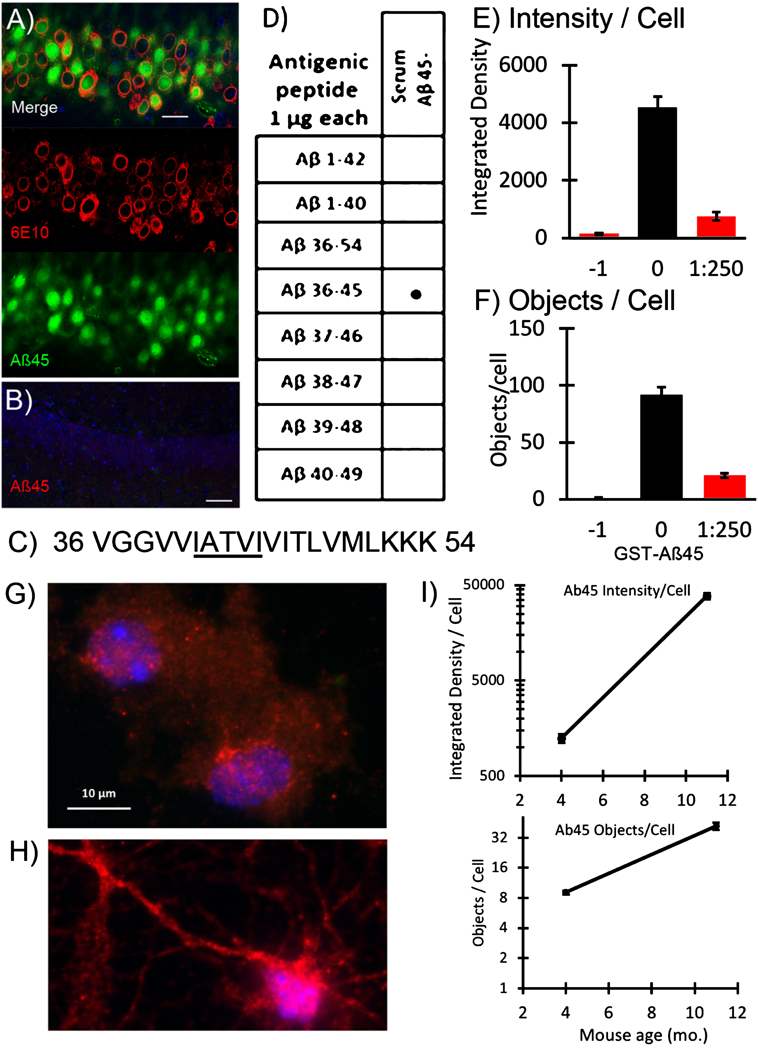 Prominent long form of intracellular Aβ45 increases with age of neurons. A new C-terminal antiserum identified iAβ45 (red) compared to N-terminal 6E10 (green) in CA1 of A) 2-month-old 5xTg-AD and B) 14-month-old non-Tg mouse. C) AβPP sequence from residues 36–54 of the Aβ sequence with residues 41–45 underlined. D) Specificity of serum Aβ45 for only its own antigenic peptide on dot blot. E) Competitive antigen adsorption of the Aβ45 antiserum: –1 is no Aβ45 antiserum, just secondary antibody; 0 is Aβ45 antiserum with no antigen adsorption; 1:250 is dilution of GST-Aβ45 conjugate premixed with Aβ45 antiserum before binding to cells (n = 33–47 cells, file 180608). G) Aβ45 immunoreactivity in 4-month-old male 3xTg-AD neurons compared to H) neurons from an 11-month-old mouse cultured at the same time and co-processed. I) Average integrated intensity of iAβ45 immunoreactivity per cell and objects per cell with age. Note log scale. Control staining for neurons treated without primary antibody was a density of 113 and 0.2 objects per cell for 4-month neurons; for 11-month neuron density was 442 and 0.1 objects per cell (N = 35–79 cells each; standard error bars are slightly larger than symbols, file 180329).