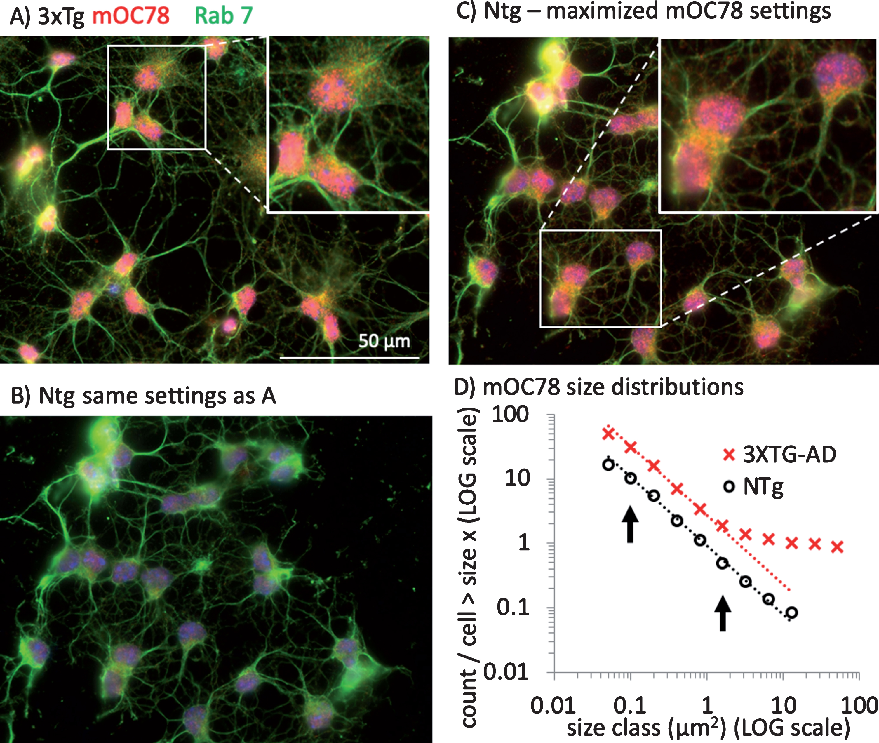 Parallel distributions of intracellular mOC78 amyloid imaged particle sizes in neurons from 3xTg-AD and non-Tg (NTg) mice. A) Neurons from a male 11-month-old 3xTg-AD mouse stained with mOC78 (red), Rab7 (green), and bisbenzimide (blue). Enlarged field is 55μm wide. B) Neurons from a male 11-month-old non-Tg mouse cultured and stained at the same time and imaged at the same settings as in A. C) Same field as B, but with gain increased to better visualize mOC78 particle sizes. Enlarged field is 46μm wide. D) Distribution of mOC78 particle sizes on log-log scale. Data was log-binned and least squares fit over the range indicated by arrows. 3xTg-AD from 79 cells, 3899 particles, fit to count/cell = 0.430*10∧(–1.073*size), R2 = 0.999; non-Tg from 96 cells, 1593 particles fit to count/cell = –0.050 * 10∧(–1.067*size), R2 = 0.998. File 180511