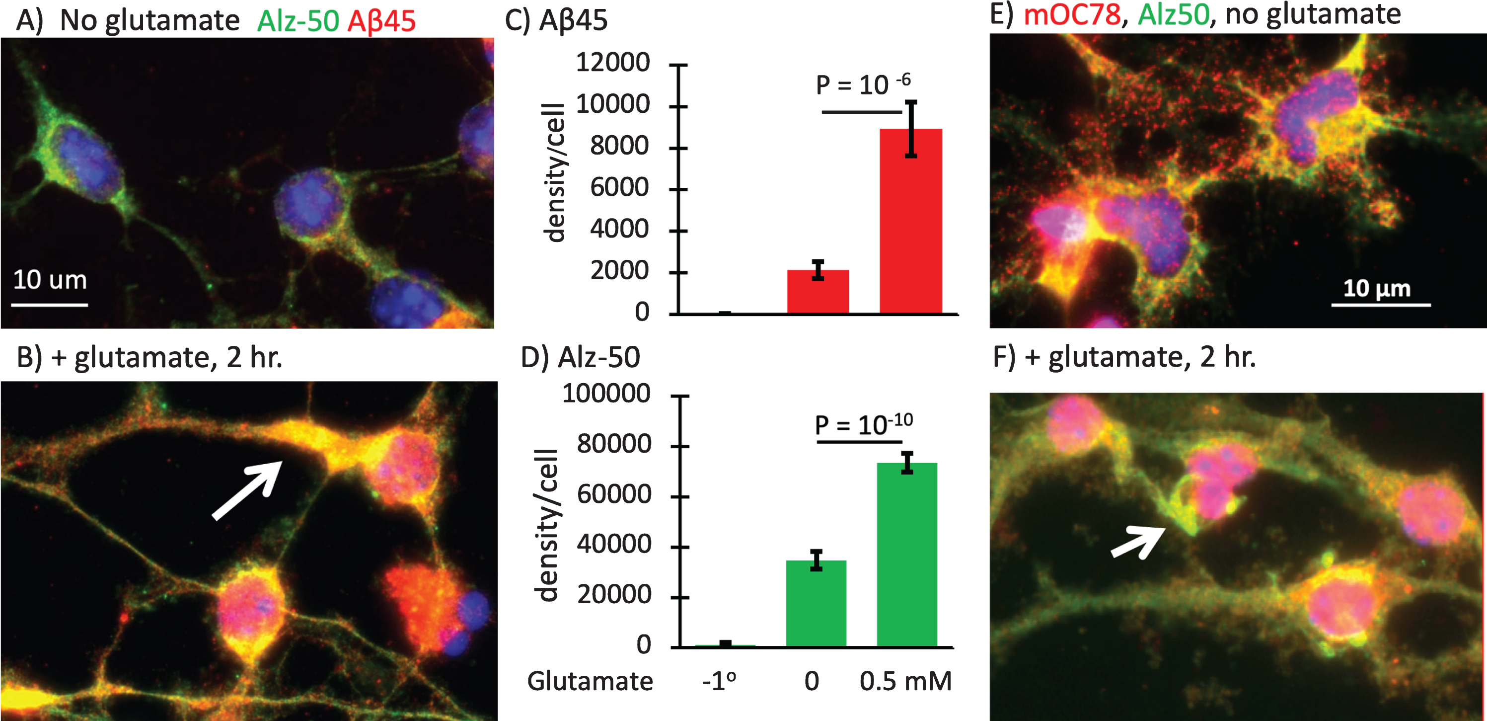 Large increase in Aβ45 and Alz-50 with glutamate with relocalization of Alz-50 tau to dendrites. A) Alz-50 tau in axons and soma (green) with low Aβ45 puncta (red) B) increases with 2 h treatment with 0.5 mM glutamate and moves to dendrites (arrow), with colocalization to anti-Aβ45 puncta in 23-month-old male 3xTg-AD neurons. C) 4-fold increase in Aβ45 with glutamate exceeds D) 2-fold increase in Alz-50. N = 17–35 cells. File 170406. E) 10-month-old female neurons rescaled to show individual mOC78 objects and overlap with Alz-50. F) Increase in mOC78 with glutamate treatment and large objects resembling neurofibrillary tangles (arrow). 10-month-old female 3xTg-AD neurons. File 170726.