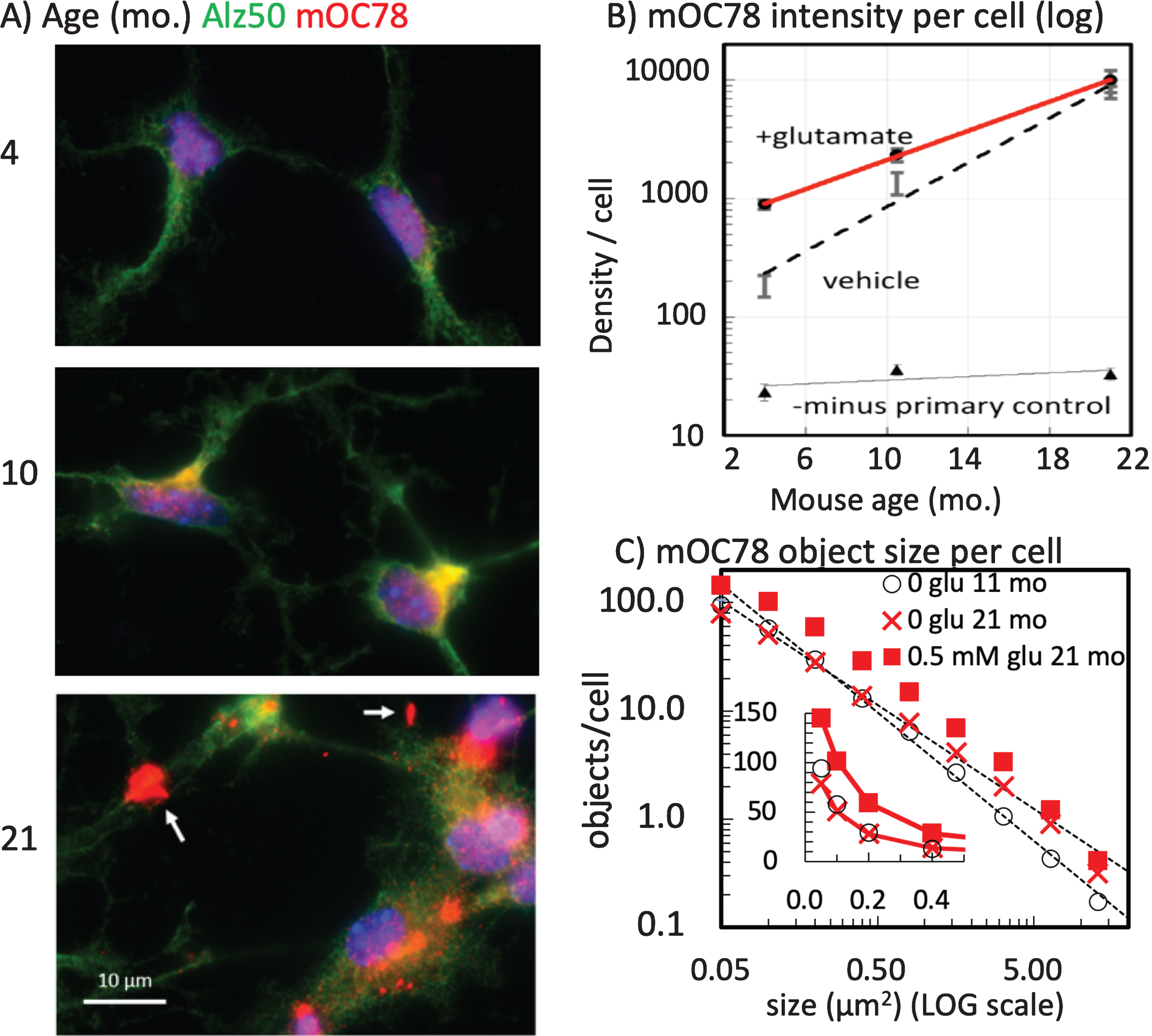 Exponential deposition of intracellular mOC78 Aβ deposits (red) and misfolded tau (Alz-50 tau, green) with age is accelerated by glutamate. A) Neurons stained and imaged in the same batch, at the same exposure and gain. Neurons from the 21-month-old mouse showed large extracellular deposits of mOC78i immunoreactive material (arrows). B) Exponential relationship of mOC78 increase with age. Zero glutamate: y = 98*100.22x; glutamate: y = 511*100.14x. C) Increase in mOC78 object size with age and glutamate. Distributions were fit by least squares over the range of 0.1 to 5μm2: 11-month objects = 0.634*10–1.18 *size, R2 = 0.997, 35 cells, 3306 objects; 21-month objects = 0.772*10–0.959 *size, R2 = 0.998, 48 cells, 4801 objects; 21-month with 0.5 mM glutamate objects = 1.021*10–1.053 *size, R2 = 0.994, 51 cells, 4807 objects. Inset shows small sizes on a linear scale with large effect of glutamate. Neurons were from female mice of indicated ages. File 170726. Density changes with age confirmed in male as exponential, file 180329.