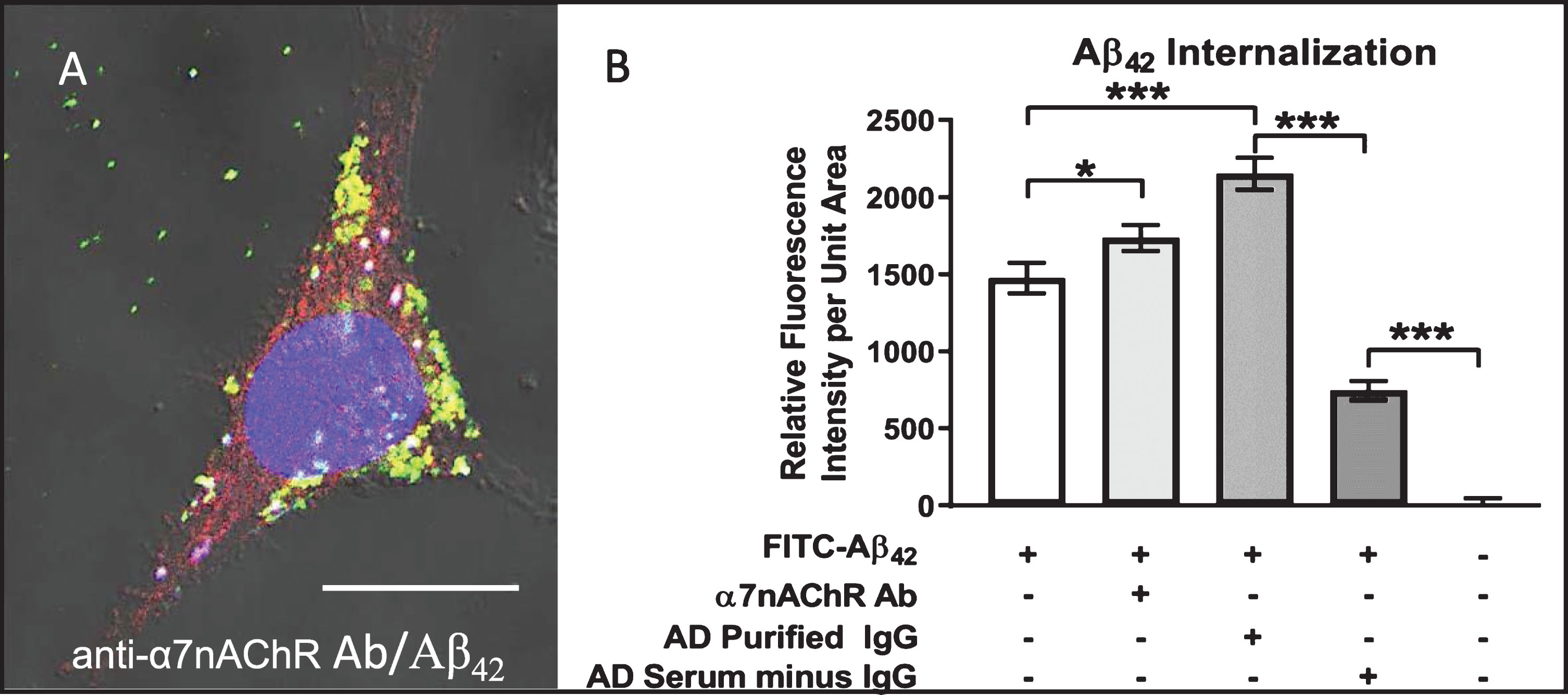 Aβ42 internalization is enhanced by anti-α7nAChR autoantibodies. Differentiated cell treated with 100 nM FITC-labeled (green) Aβ42 for 72 h in medium containing antibody directed against the α7nAChR and visualized using Cy3 (red) secondary antibodies. FITC-Aβ42 internalization was enhanced over that in cells treated with FITC-Aβ42 alone, and nearly all was co-localized with α7nAChR (yellow) either in small dispersed granules or uniform clusters of these granules. A) Cell treated for 72 h in medium containing both FITC-Aβ42 and serum from an AD patient showing extensive FITC-Aβ42 internalization and co-localization with α7nAChR. B) Quantification showing increased Aβ42 internalization in cells treated with anti-α7nAChR antibody over those exposed to FITC-Aβ42 alone. Cells treated with IgG purified from AD serum showed a higher level of FITC-Aβ42 internalization than those treated with anti-α7nAChR. Removal of IgG from AD serum caused a dramatic reduction in Aβ42 internalization. Scale bar = 10 μm. *p < 0.05, ***p < 0.001. AD, Alzheimer’s disease serum.