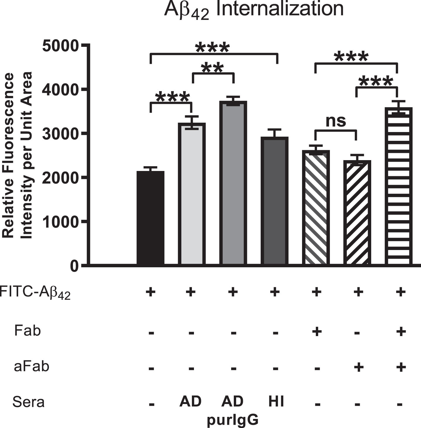 Aβ42 internalization is driven primarily by IgG cross-linking on neuronal surfaces. Cells were first treated with FITC-Aβ42 to establish a baseline level of Aβ42 internalization in the absence of other factors. Aβ42 was then co-administered with AD serum, purified IgG from AD sera, heat-inactivated (HI) AD sera (to disable binding of complement protein), monovalent F(ab) IgG fragments or monovalent F(ab) fragments co-treated with anti-F(ab) fragment secondary antibody (aFab). The latter was used to restore bivalency and thereby autoantibody cross-linking. In cells treated with monovalent F(ab) fragments (incapable of cross-linking) in conjunction with FITC-Aβ42, Aβ42 internalization was reduced compared to those treated with AD serum, purified IgG from AD serum or heat-inactivated serum. However, when media containing monovalent F(ab) fragments was supplemented with antibodies directed against F(ab) fragments to restore cross-linking abilities, the Aβ42 internalization rate was increased to a level comparable to that of purified IgG from AD serum. Fab, monovalent F(ab) fragment; aFab, anti-F(ab) fragment secondary antibody; AD, Alzheimer’s disease sera; AD purIgG, IgG purified from AD sera; HI, heat-inactivated; ns, non-significant; **p < 0.01; ***p < 0.001.