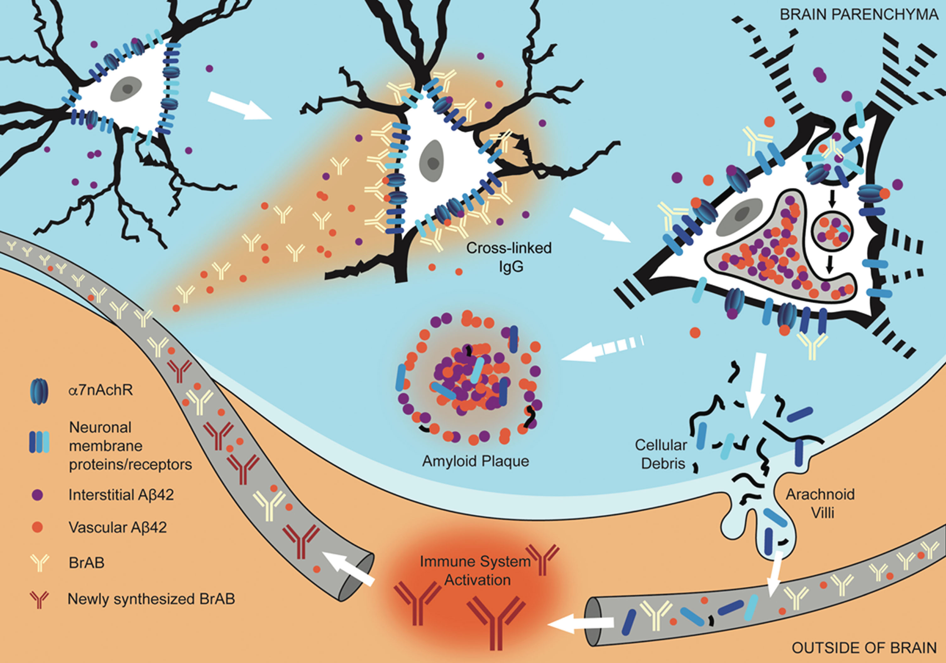 Interaction of extravasated BrABs with NSPs triggers endocytosis and results in intraneuronal accumulation of Aβ42 and depletion of NSPs from cell surfaces. Under conditions of BBB compromise, blood-borne Aβ42 and brain-reactive autoantibodies flood into the brain parenchyma. Some interact with cognate neuronal surface proteins (including receptors; NSPs), while Aβ42 binds to α7nAChRs with picomolar affinity. Bivalent autoantibodies cross-link their targets on neuronal surfaces, which can trigger endocytosis and internalization of cross-linked NSPs and surface-bound Aβ42-α7nAChR complexes. Within the acidic environment of endosomes and lysosomes, Aβ42 forms aggregates which are non-degradable and tend to accumulate. Over time, chronic leak of autoantibodies into the brain tissue results in continual internalization of Aβ42 within neurons, which interferes with their proper functioning and leads to failure to maintain their dendritic trees and associated synapses. Death and lysis of these Aβ42-overburdened neurons contributes to the formation of amyloid plaques (APs). This cell death is also a source of neuronal debris that finds its way into cerebrospinal fluid and, via arachnoid villi, into the general circulation, where it triggers an immune response leading to production of autoantibodies directed against such neuronal debris. Under conditions of increased BBB permeability, these are able to access cell surface-bound targets in the brain and thus perpetuate the engine that drives the observed pathology.