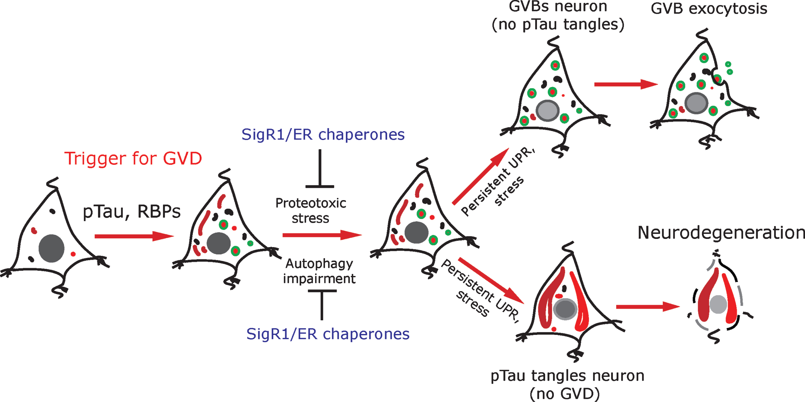 Schematic representation: pTau and RBPs can potentially trigger GVD in AD neurons. GVD affected neurons seldom contain pre-tangle pTau and show an activated UPR. SigR1 and other ER chaperones are elevated to minimize the misfolded protein stress as a protective mechanism. Persistent UPR could potentiate further tau phosphorylation and leads to mature tangle formation and promotes neurodegeneration. On the other hand, neurons with higher load of GVBs do not contain mature tangles. Some GVBs might undergo exocytosis.