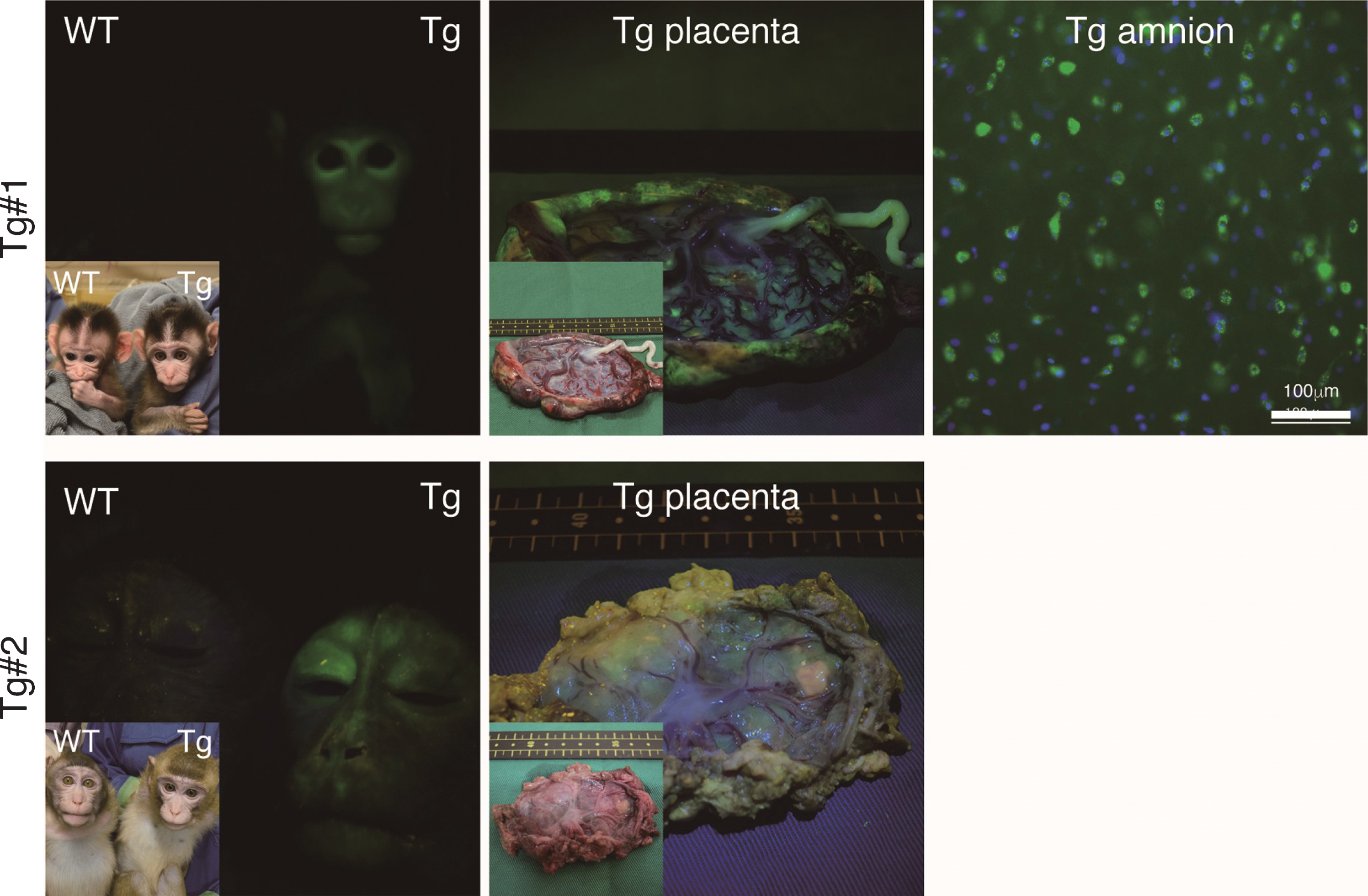 Fluorescence images of the Tg cynomolgus monkeys. Upper panels showing fluorescence images of the face, placenta and amnion of APP-GFP Tg offspring #1. Lower panels showing fluorescence images of the face and placenta of APP-GFP offspring #2. Insets in each panel show brightfield images.