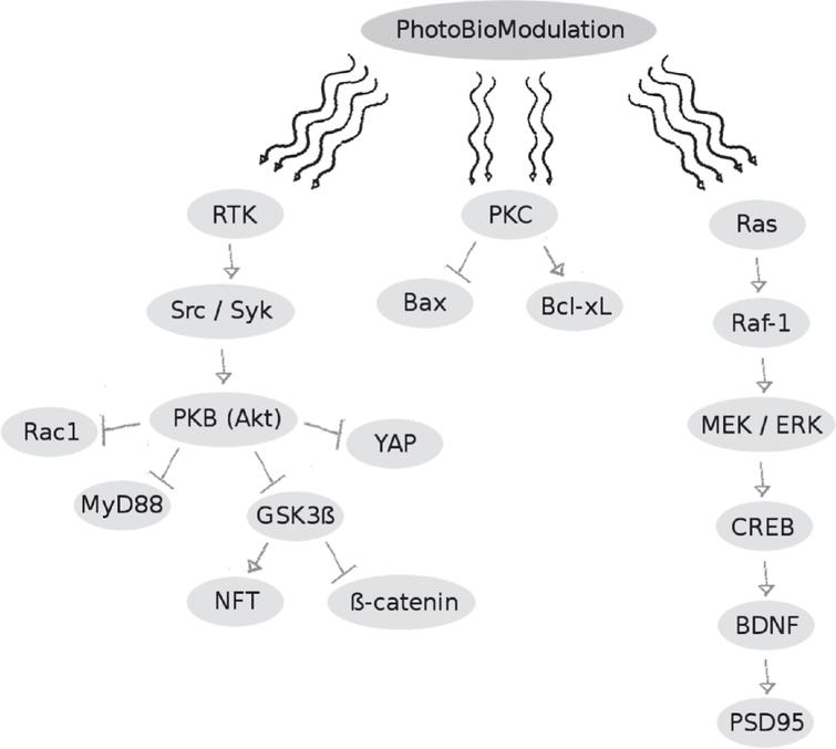 Summary of the signaling pathways influenced by photobiomodulation, which appear to inhibit Aβ-induced nerve cell apoptosis while simultaneously promoting nerve cell survival. For full names of enzymes/proteins see list of abbreviations at the end of the manuscript.